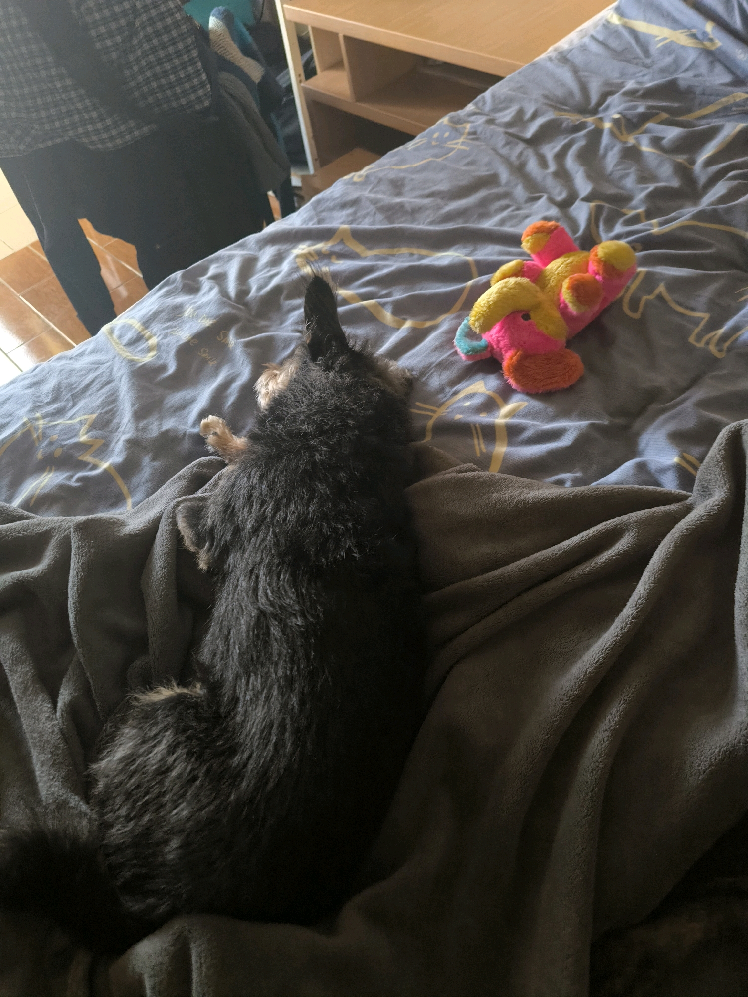 A black dog is sleeping on a bed with a gray blanket. The dog is lying on its back, with its head turned to the left. The dog's fur is messy and matted. There is a colorful stuffed animal on the bed next to the dog. The bed is covered with a gray comforter that has a pattern of yellow cats. The scene is indoors, in a bedroom. The light is dim, and there is a wooden shelf in the background. The location is not specified to be in Mykolaiv, Ukraine.