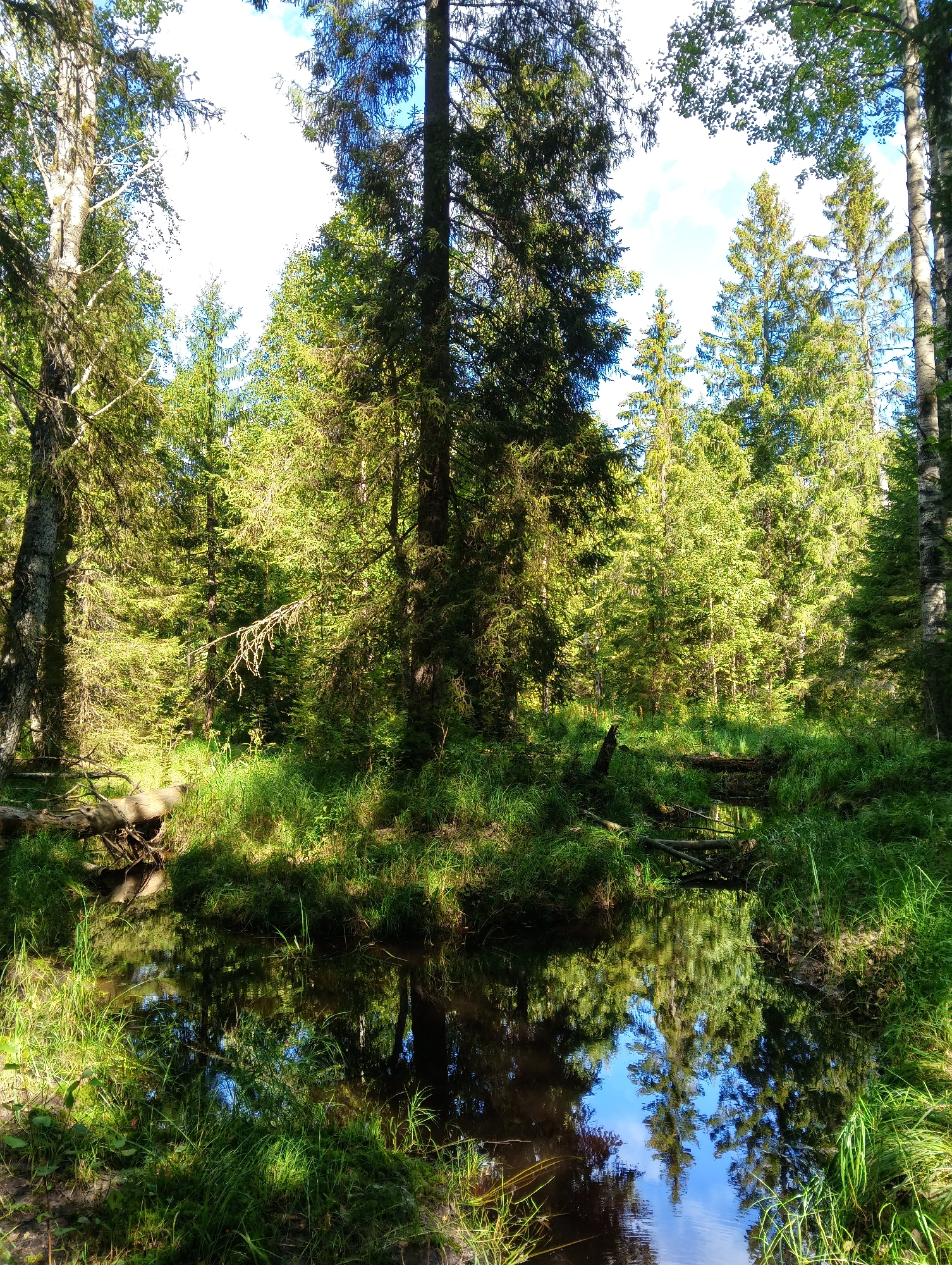 The image depicts a tranquil forest scene with a small stream winding through it. Tall, slender trees, predominantly evergreens, dominate the landscape, their branches reaching towards a partly cloudy sky. Sunlight filters through the canopy, illuminating patches of vibrant green grass and the reflective surface of the water. A fallen log lies partially submerged in the stream, adding to the natural, undisturbed ambiance. The scene is characteristic of the boreal forests found in regions like Karelia, which includes Petrozavodsk, Russia. The environment appears peaceful and untouched, with no visible signs of human activity.