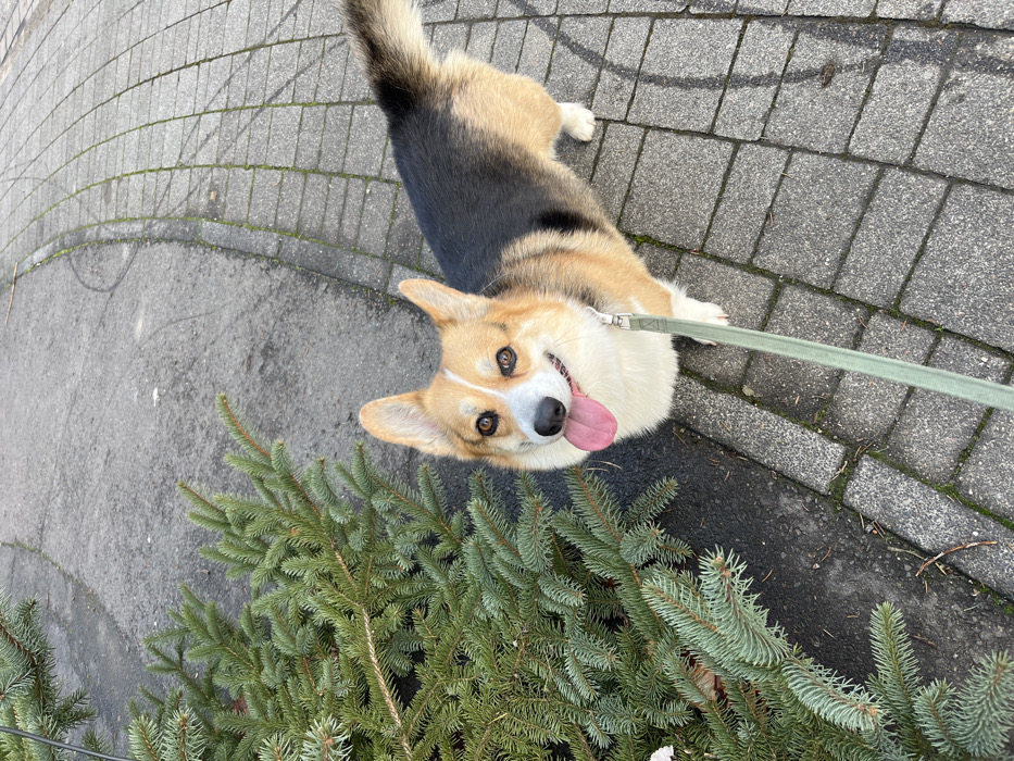 A Pembroke Welsh Corgi, exhibiting a black, tan, and white coat pattern, stands on a paved surface in Gangloff, Germany. The dog is positioned slightly to the right of the frame, facing directly towards the viewer with an open mouth, visible pink tongue, and alert expression. A light green leash extends from the dog's chest area downwards and out of frame. The pavement consists of rectangular grey pavers, some displaying minor moss growth in the interstices, forming a curved path. To the left of the dog, a dense cluster of green evergreen branches occupies the foreground, extending from the bottom to the top-left of the image. The scene is illuminated by natural light, indicating an outdoor, daytime setting. No human subjects or additional notable objects are present.
