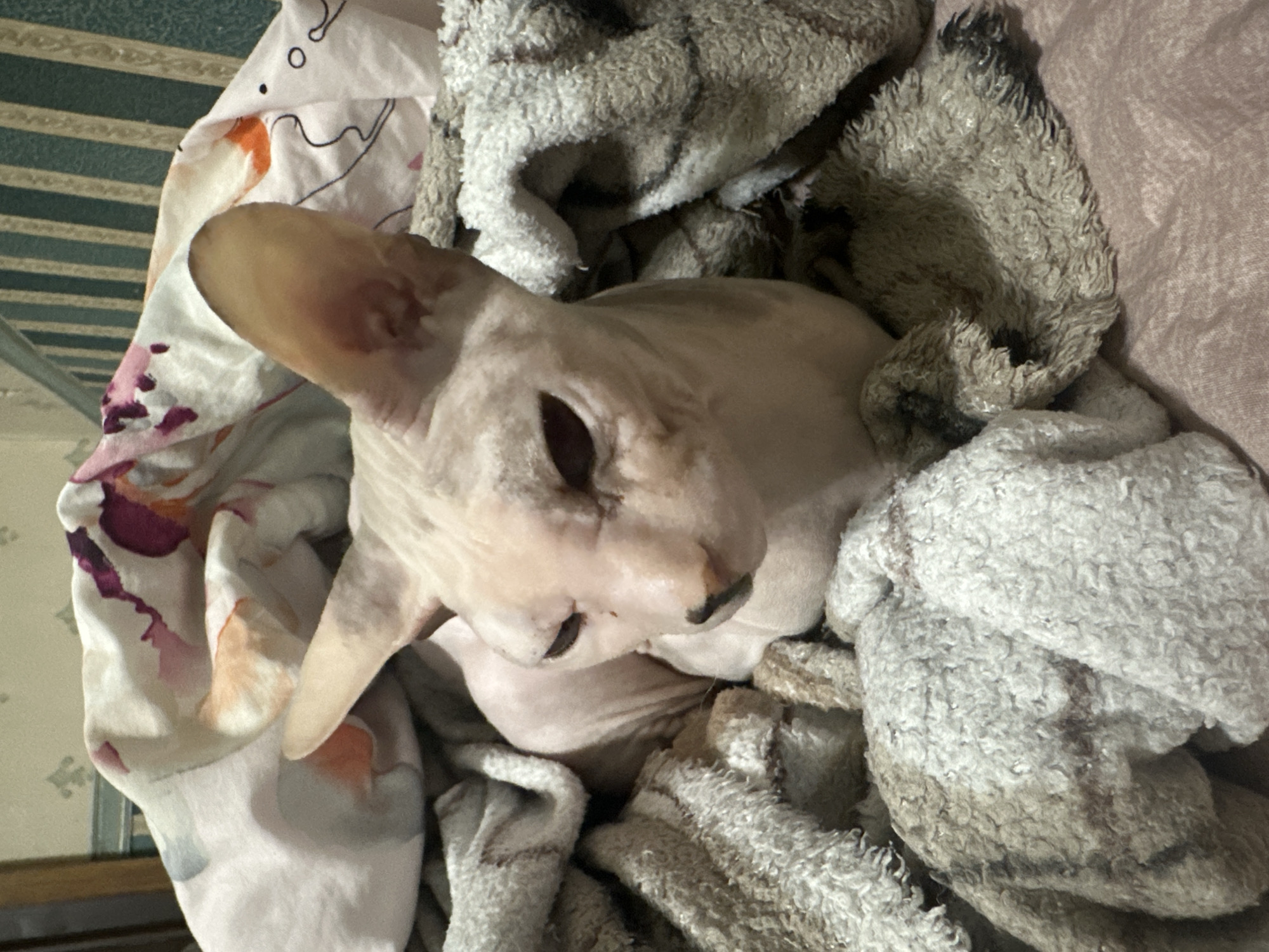 A Sphynx cat is nestled in a pile of blankets. The cat is light-colored with prominent ears. The blankets are a mix of textures and patterns; some appear fluffy and light-colored, while others have darker stripes. In the background, a wall with green and white striped wallpaper is visible, along with a wooden surface. The scene appears to be indoors, likely in a domestic setting. There is no indication of the location being in Togliatti, Russia.