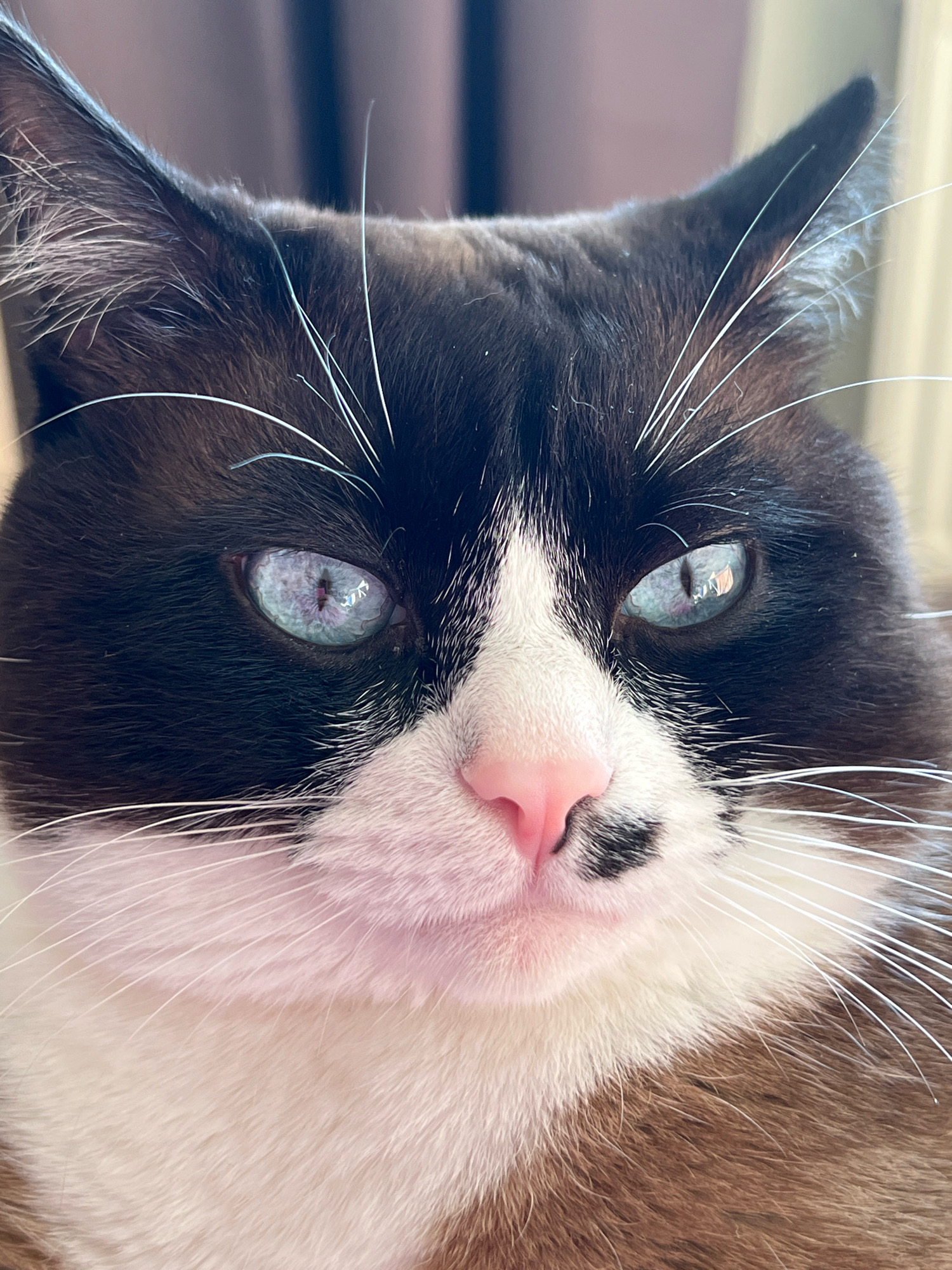 A close-up portrait of a black and white cat with striking blue eyes is captured in what appears to be an indoor setting. The cat's face is the primary focus, with its black fur sharply contrasting against its white chest and muzzle. A small black marking is visible on its pink nose. The cat's gaze is directed forward, and its whiskers are prominent. The background is softly blurred, suggesting it is out of focus, with hints of curtains or blinds visible. There is no information available to determine the location in the city of Noviy, Russia.