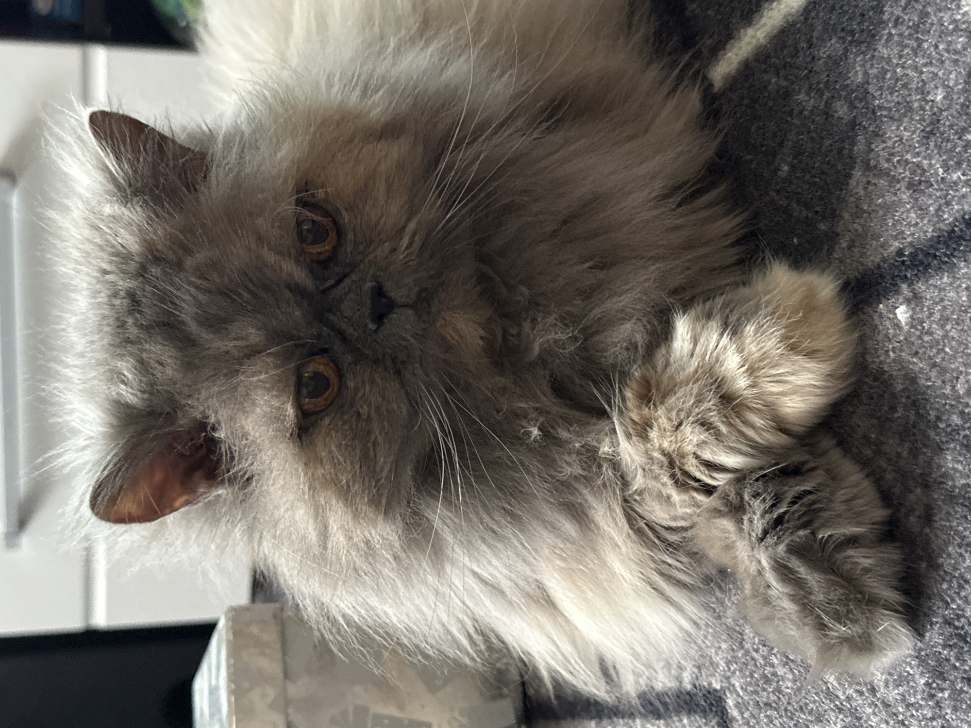 A long-haired grey and white cat is lying on a grey blanket with black stripes. The cat's eyes are amber-colored. The location of the city of Chaikovsky, Russia is not discernible from the image.