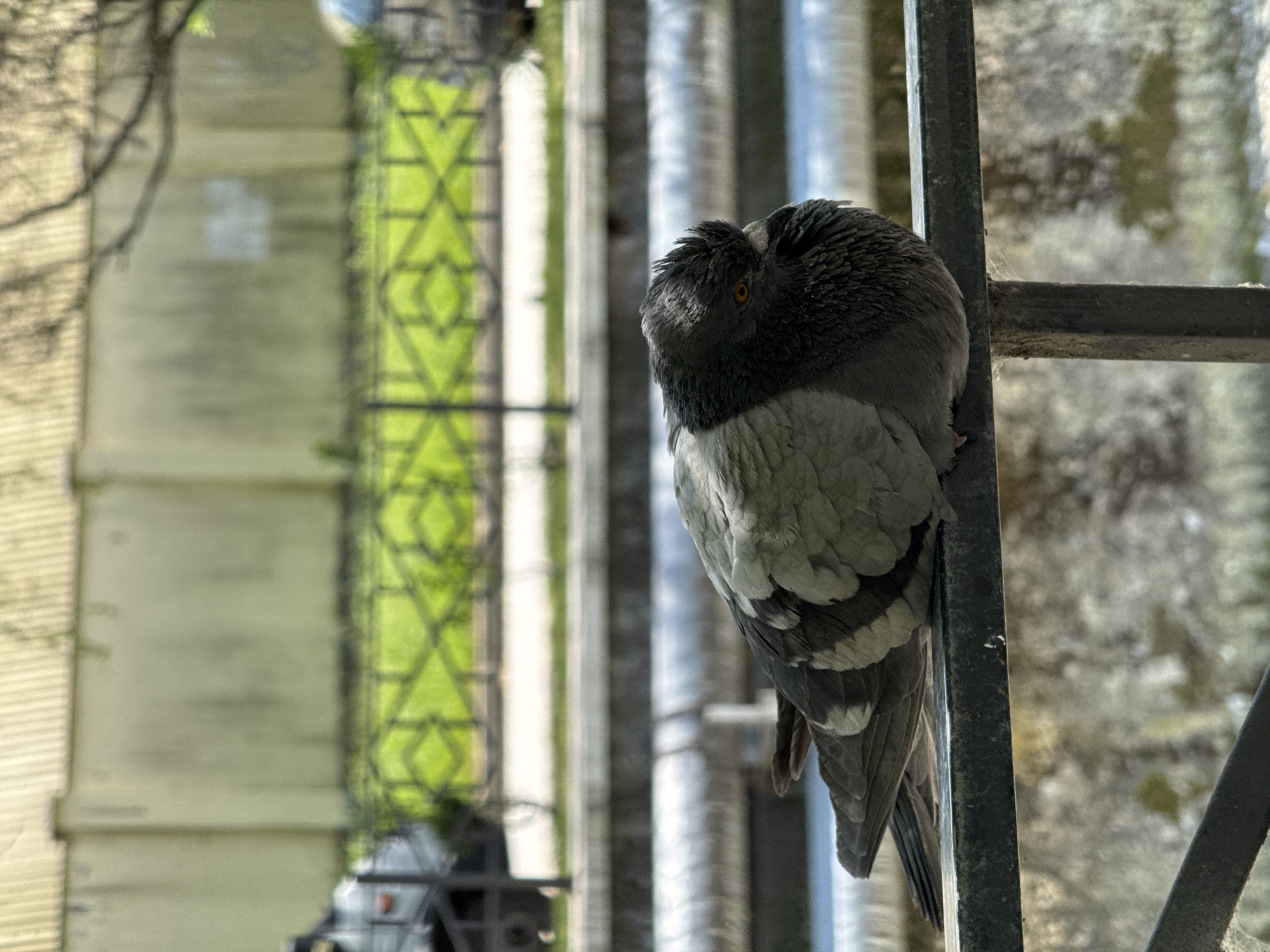 A pigeon is perched on a metal railing in what appears to be an urban environment, possibly a park or embankment in Sochi, Russia. The pigeon is mostly grey with darker markings on its wings and head. It is facing to the right, with its head slightly tucked. In the background, a green lawn is visible behind a black metal fence, and further back, a light-colored building with a ribbed roof can be seen. There are also large pipes running horizontally in the mid-ground. The overall lighting suggests a daytime scene with natural sunlight.