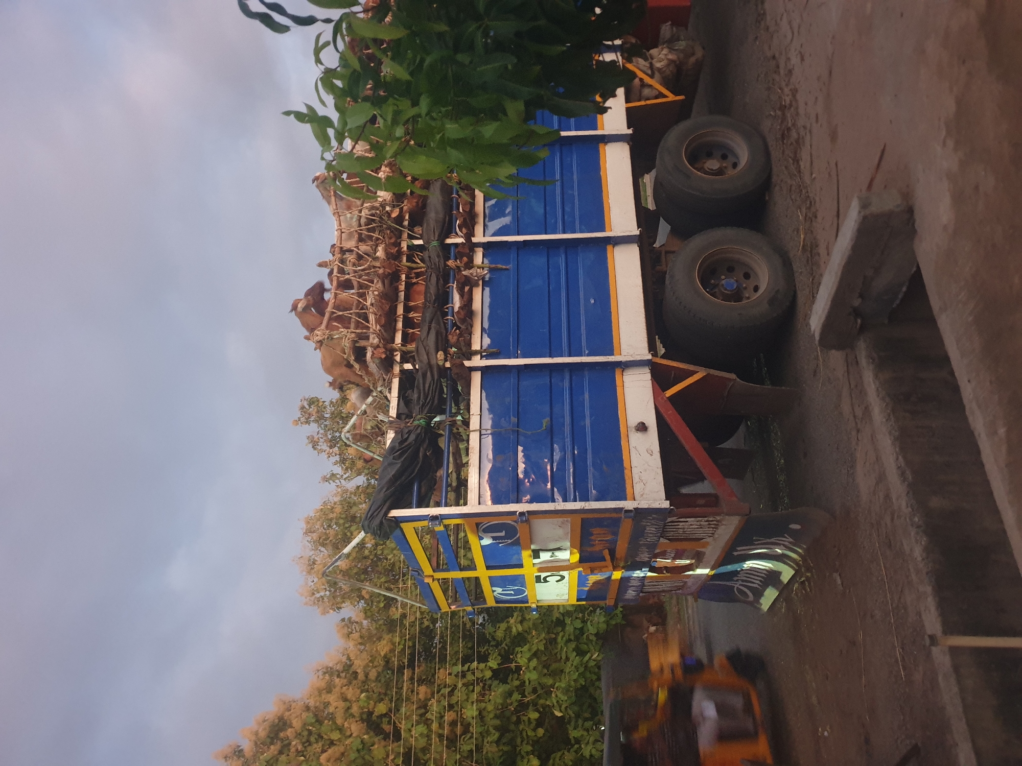 This image, captured in Jalingo, Nigeria, depicts a large blue open-top cargo truck heavily laden with live goats. The truck is stationary or moving slowly on a dirt road under an overcast, light grey sky.
The truck features a blue main body with white and yellow accents on its frame and rear paneling. Numerous goats, appearing to be alive, are packed into the cargo area, secured by ropes and stacked in at least two distinct layers. Some goats are visible near the top, while black tarpaulins and additional ropes are used to further secure the load. The rear-left side of the truck displays painted numbers "5" and "7" in yellow, along with circular motifs containing letters like "C1" and "T". The truck is equipped with multiple large, dark-colored tires on its rear axles, with two sets of double wheels clearly visible on the right side.
To the immediate left of the truck, a yellow-orange auto-rickshaw (tuk-tuk) is partially visible and appears blurred, suggesting motion.
The surrounding environment includes a backdrop of lush green trees and shrubs, some exhibiting light brown or yellowish blossoms/foliage, particularly on the left side of the frame. Dark green foliage is prominent in the immediate right foreground, partially obscuring the truck. Overhead wires are visible extending horizontally through the trees on the upper-left. The ground beneath the truck is an uneven, dusty, dark brown dirt surface. A concrete drainage ditch or curb is visible in the lower-right foreground. No people are explicitly discernible within the frame.