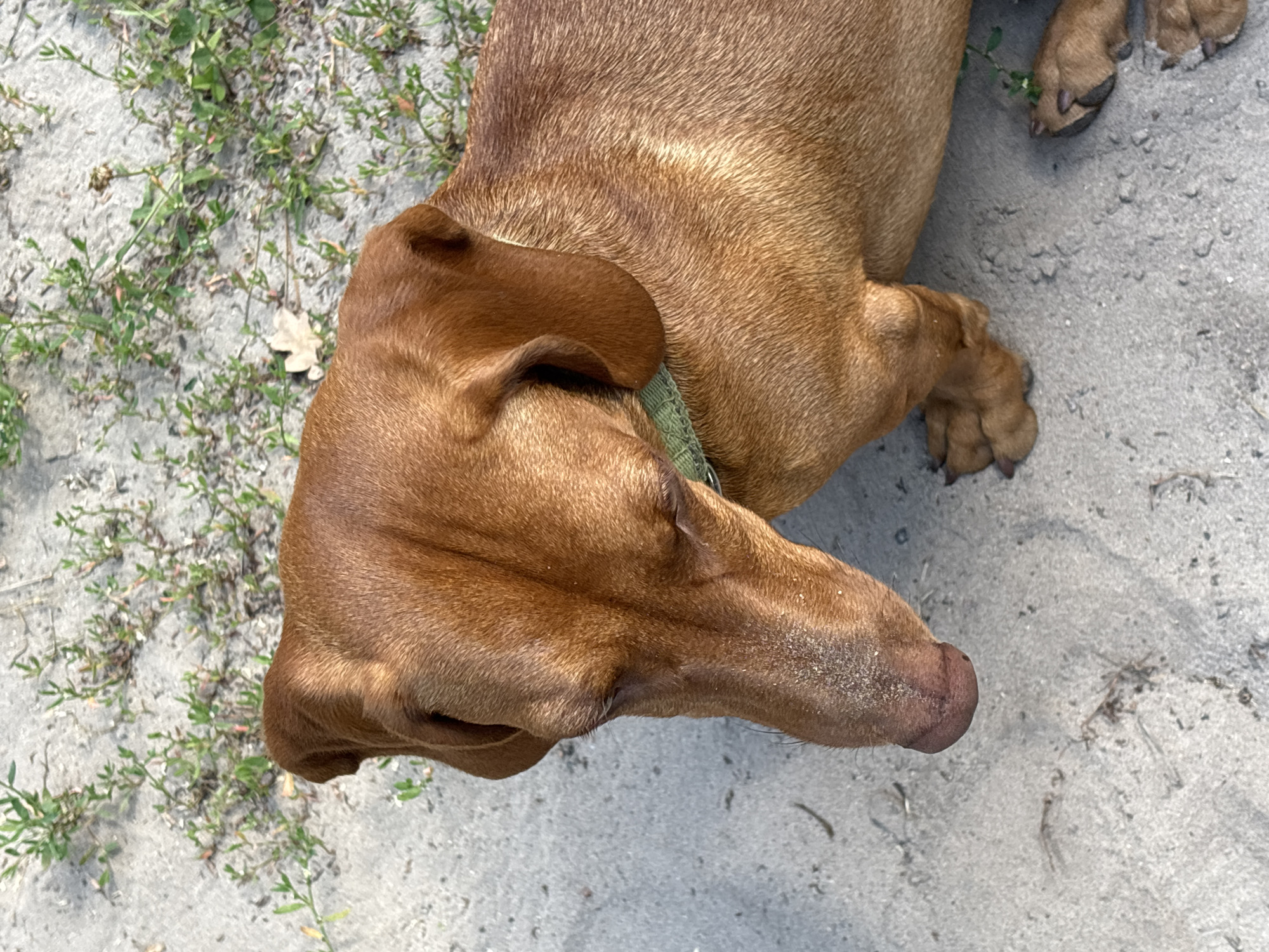 A medium shot captures a close-up of a brown dachshund with its head lowered, looking downwards. The dog is wearing a light green collar. The dog is standing on a surface of sand and small, sparse green vegetation, with some dry leaves scattered around. The background is a sandy area with more of the small green plants. The lighting suggests it is daytime, with the sun casting shadows. The location is identified as Sloboda, Russia.
