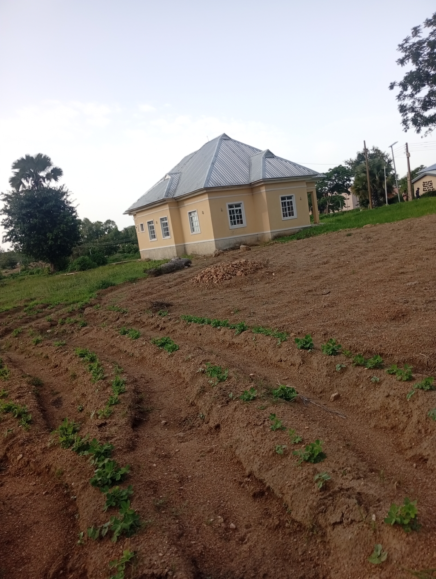 The image depicts a scene in Rafin Par, Nigeria. In the background, a light yellow, single-story house with a silver, gabled roof stands prominently. The house has several windows with white frames. To the left of the house, a tall palm tree with sparse fronds is visible, surrounded by other greenery. The foreground of the image features a cultivated field with rows of young green plants growing in brown soil. The field appears to be on a slight incline, and there are some scattered stones and debris in the soil. The sky above is overcast and pale. Power lines and poles are visible in the middle ground, along with more trees and structures in the distance. Two figures are partially visible in the far distance, near a building.