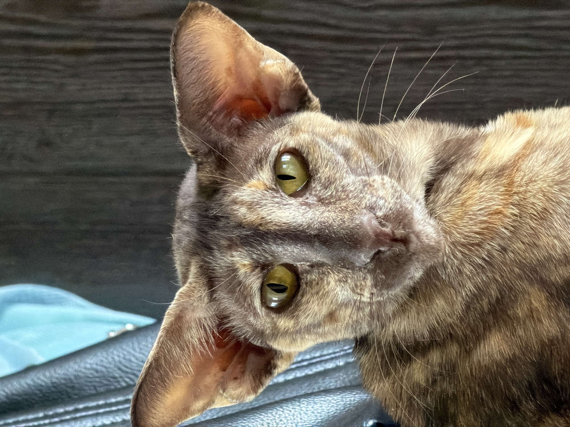 A close-up image shows a brown, patterned cat tilted to the side, looking directly at the camera with yellow-green eyes. The cat's large ears are prominent, and its fur appears soft. The background is blurred, showing a dark surface and a glimpse of a light blue cloth. The location and specific details about Chaikovsky, Russia are not discernable from the image.