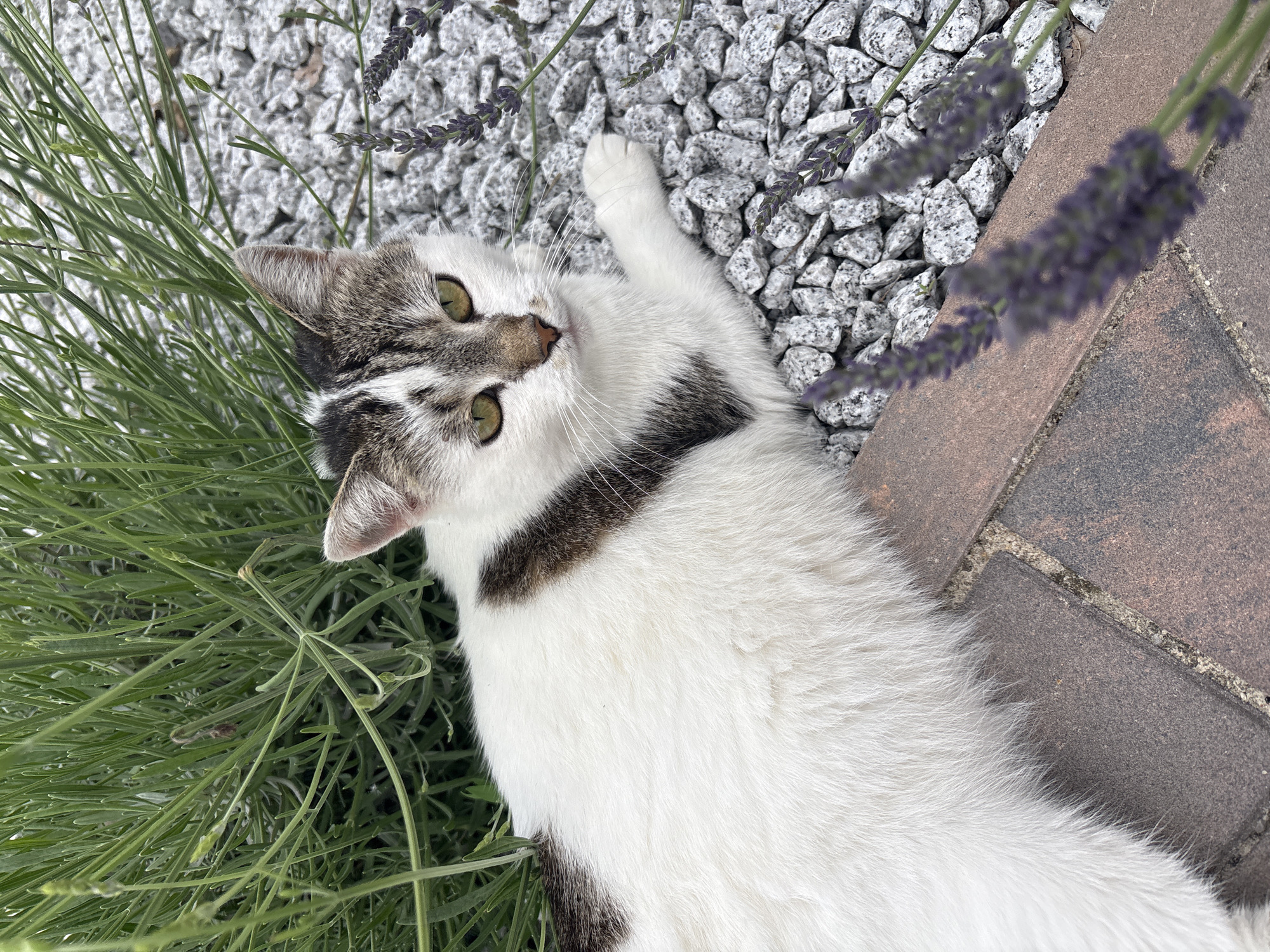 A young, white and brown tabby cat is lying on a gravel path next to a lavender bush. The cat's fur is predominantly white with patches of brown tabby markings on its back and head. Its eyes are a striking green, and its ears are pointed upwards, indicating alertness. The cat's left paw is extended forward, resting on the gravel. The background consists of small, grey gravel stones and lush green lavender foliage. In the foreground, a section of reddish-brown paving stones is visible. The scene appears to be an outdoor setting, possibly a garden or walkway in Drożki, Poland.