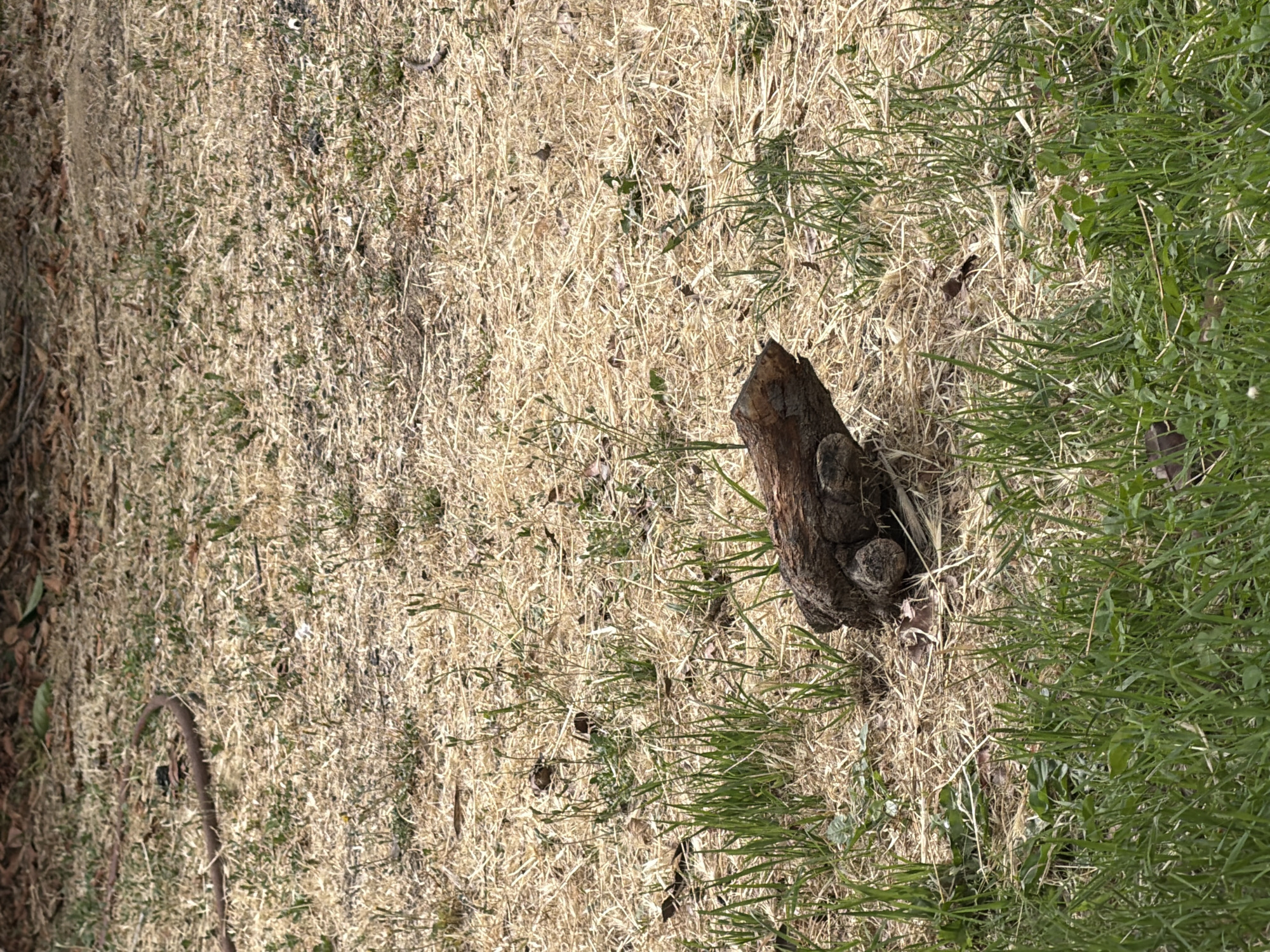 The image shows a close-up, overhead view of a patch of dry grass with a single tree stump in the center. The grass is a mix of light brown and yellow, with some sparse green shoots poking through. The tree stump is dark brown and appears to be old and weathered. It is positioned slightly to the right of the center of the image. The stump has a rough, textured surface and some visible knots and cracks.
To the right of the stump, the grass transitions into a denser patch of vibrant green grass, suggesting a slight change in the ground's moisture or recent growth. Scattered throughout the dry grass are a few small brown leaves and twigs. The overall impression is a natural outdoor setting, likely a field or lawn during a dry period. The lighting suggests it is daytime, with shadows indicating the sun is at an angle. No text is visible in the image. The scene is quiet and still, with no visible activity or human presence. The focus is on the textures and colors of the natural elements.