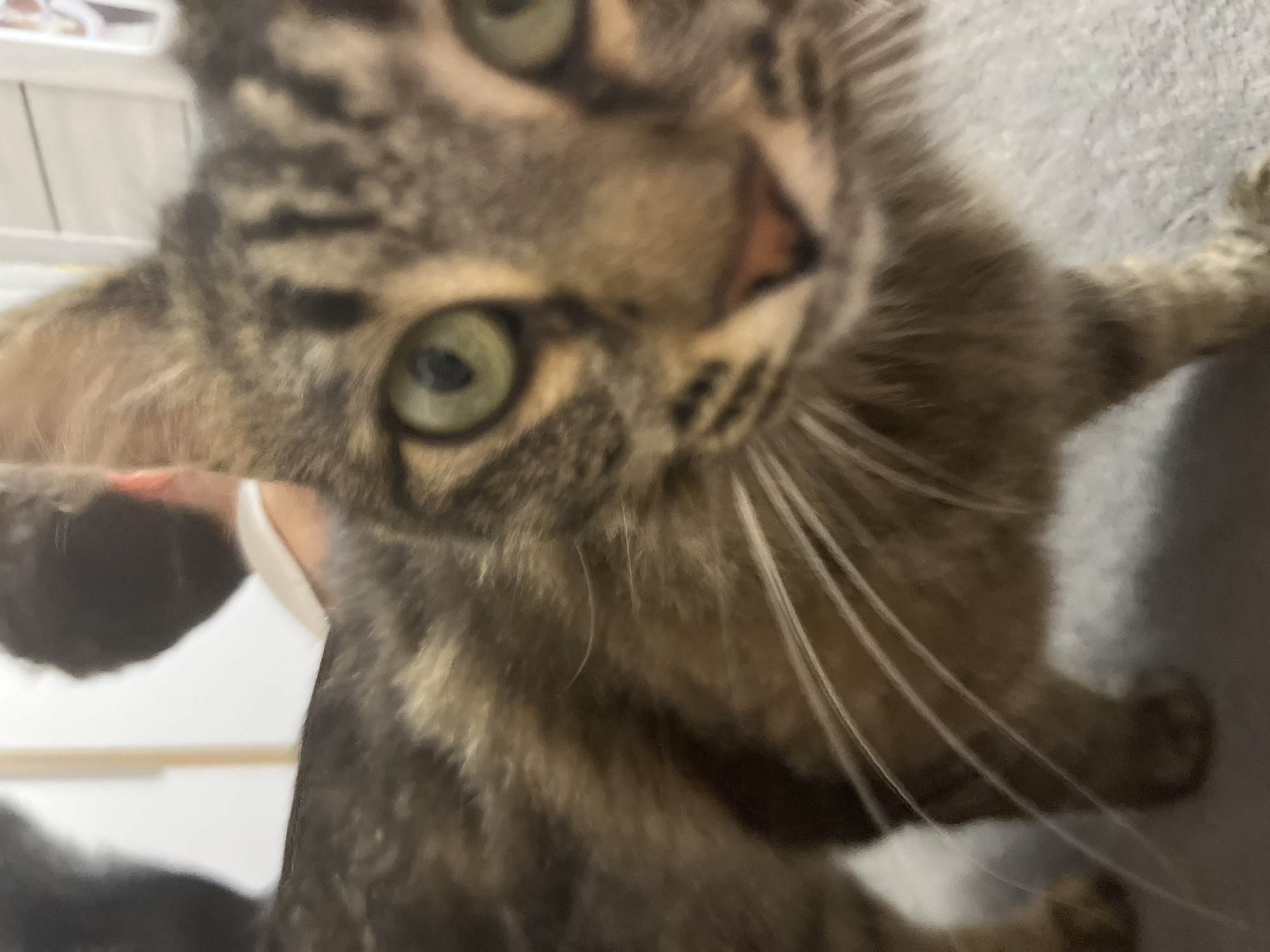 This is a close-up, slightly blurry, low-angle, indoor photograph of a tabby cat. The cat is facing the camera, with its body angled slightly to the left. Its fur is a mix of brown, black, and tan stripes. The cat has green eyes and a pink nose. Its whiskers are long and white. The background is out of focus, but appears to be an indoor setting with a textured surface that could be a rug or carpet. The lighting is even and seems to be from an overhead source. There is no discernible information about the location in the city of Krasnyye Barrikady, Russia.