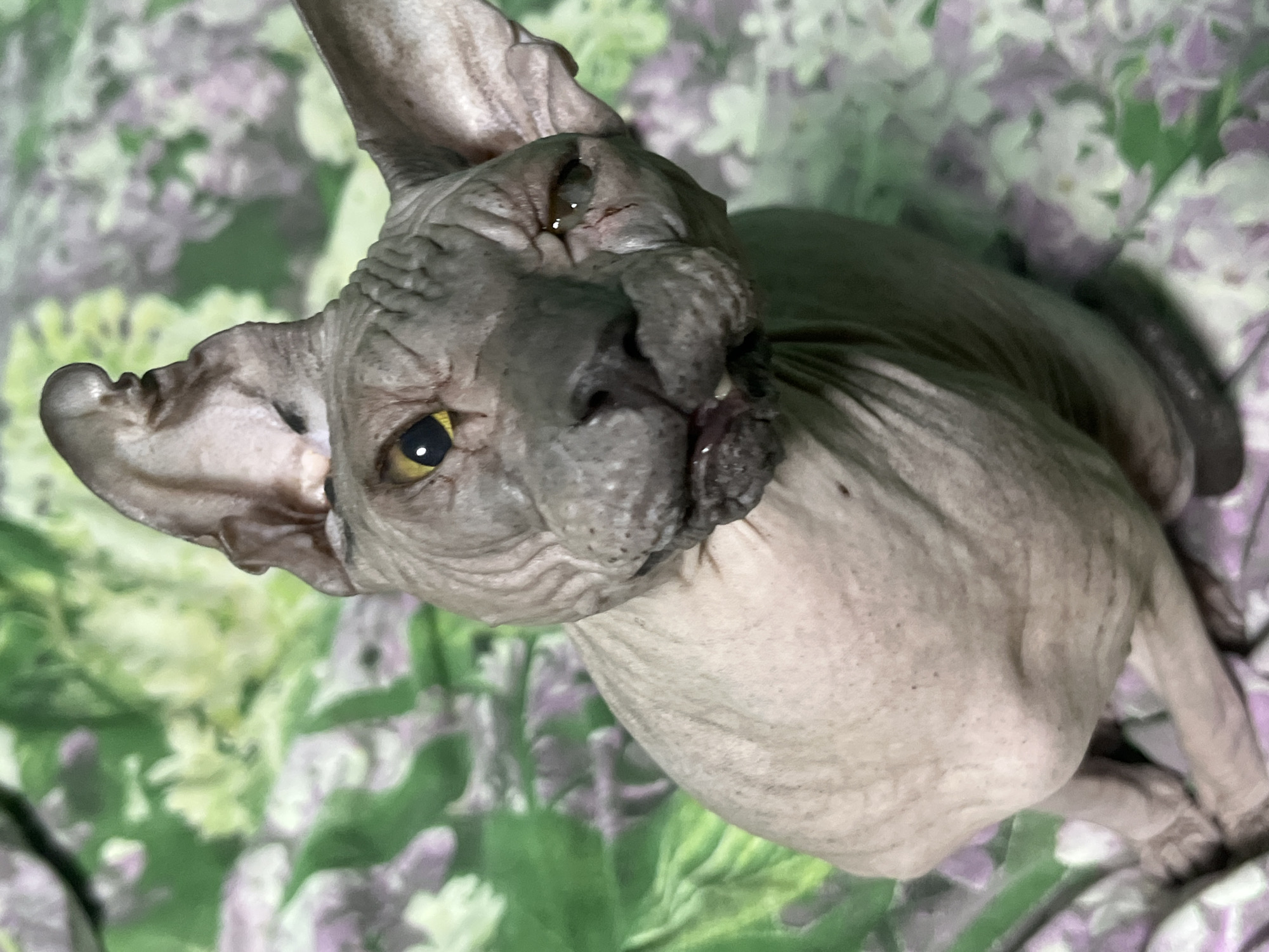 A close-up, eye-level shot shows a Sphynx cat with wrinkled, light grey skin. The cat's left eye is bright yellow and wide open, while its right eye appears partially closed with a small scratch or abrasion above it. Its mouth is slightly open, revealing a glimpse of its tongue. The cat is positioned on a surface with a floral pattern featuring green leaves and purple and white flowers. The background is blurred, with the same floral pattern continuing. No specific location in Nizhny Tagil, Russia is visible.