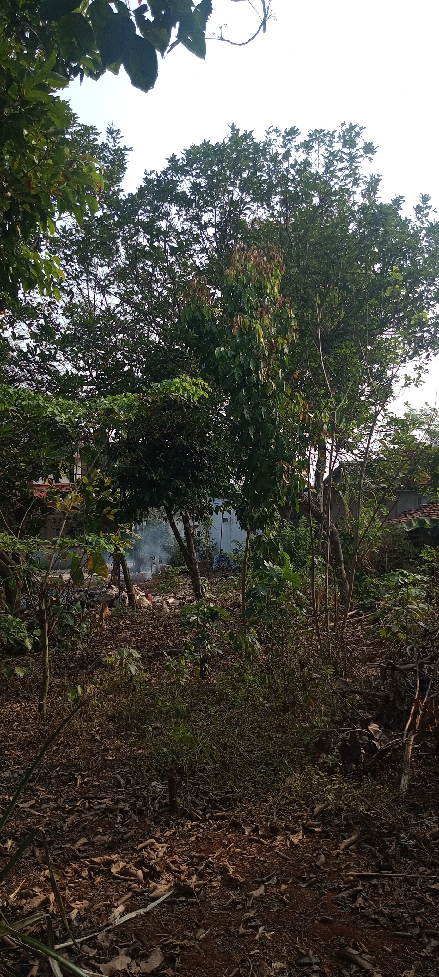 The image shows an outdoor scene with dense vegetation, including various trees and undergrowth. In the background, there is evidence of a fire with smoke rising. Several piles of debris, likely burnable material, are visible near the fire. The ground is covered with dry leaves and dirt. Structures, possibly houses, are partially visible behind the trees. The overall impression is of a somewhat unkempt area, potentially a backyard or undeveloped land, with an active outdoor burning. The location is specified as Taman Rahayu, Indonesia, which suggests a rural or suburban setting within that region. There are no people clearly visible in the image.