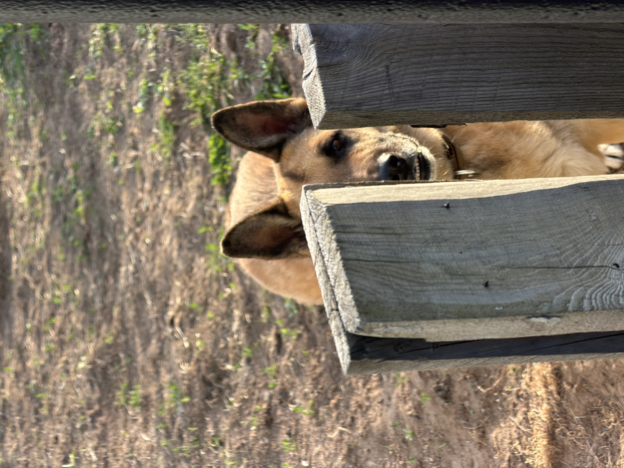 A medium-sized, light-brown dog is partially visible through a gap in a wooden structure. The dog has erect ears and a black nose. The wooden structure appears to be made of rough-hewn planks. Outside the structure is a ground covered in dry vegetation and sparse green plants. The image is rotated to the side. It is difficult to confirm the specific location is Chaikovsky, Russia from the image alone.