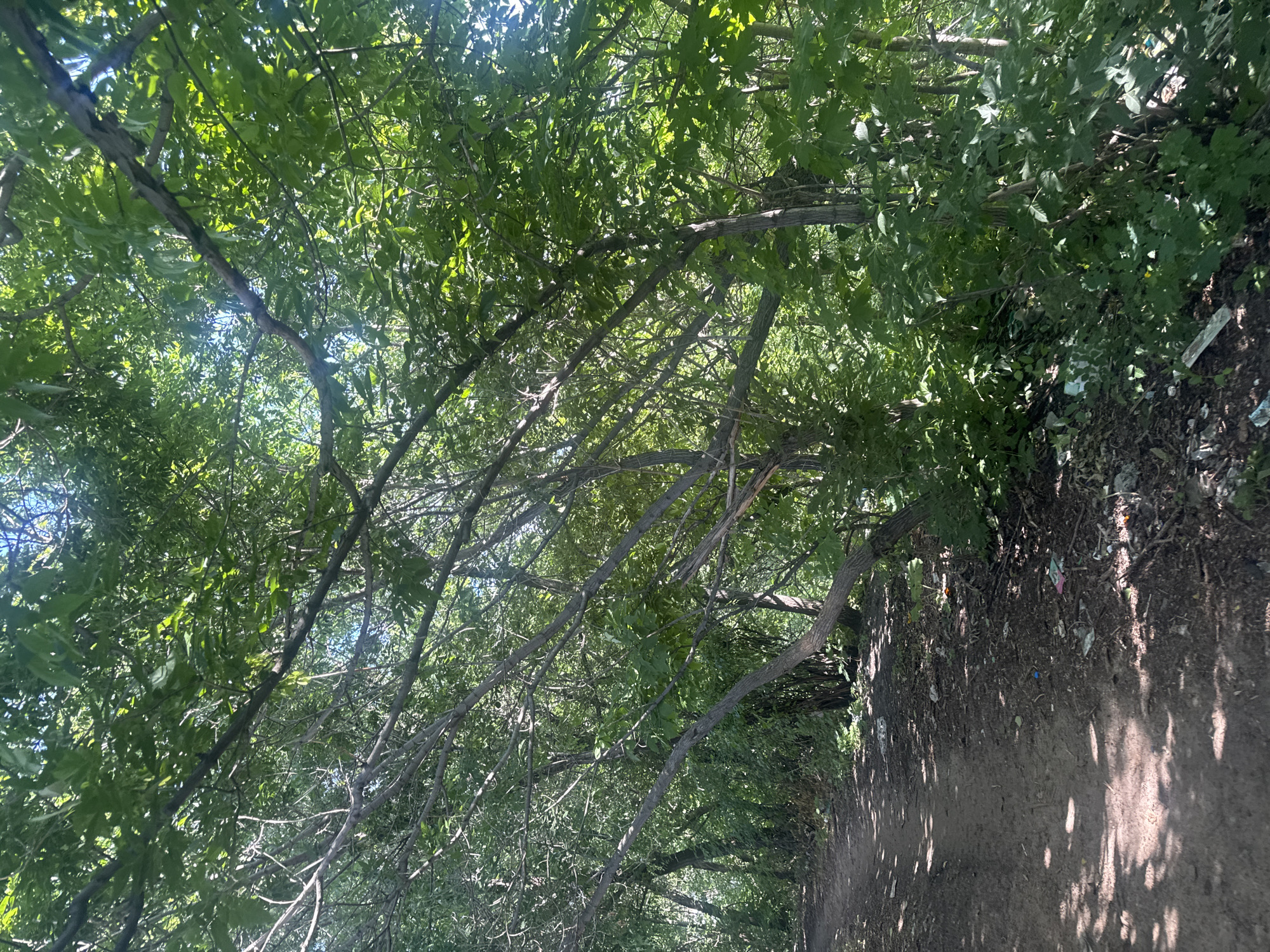 The image depicts a dirt path winding through a wooded area, with dense green foliage and tree branches overhead, creating dappled sunlight on the ground. The path is on the left side of the frame, and the right side is dominated by lush undergrowth and trees. Scattered on the ground near the path, particularly on the right side, is a noticeable amount of litter, including what appears to be plastic wrappers and other debris. The scene suggests an unkempt natural area, possibly a park or a less-maintained trail, with evidence of human waste. The location is identified as Saratov, Russia.