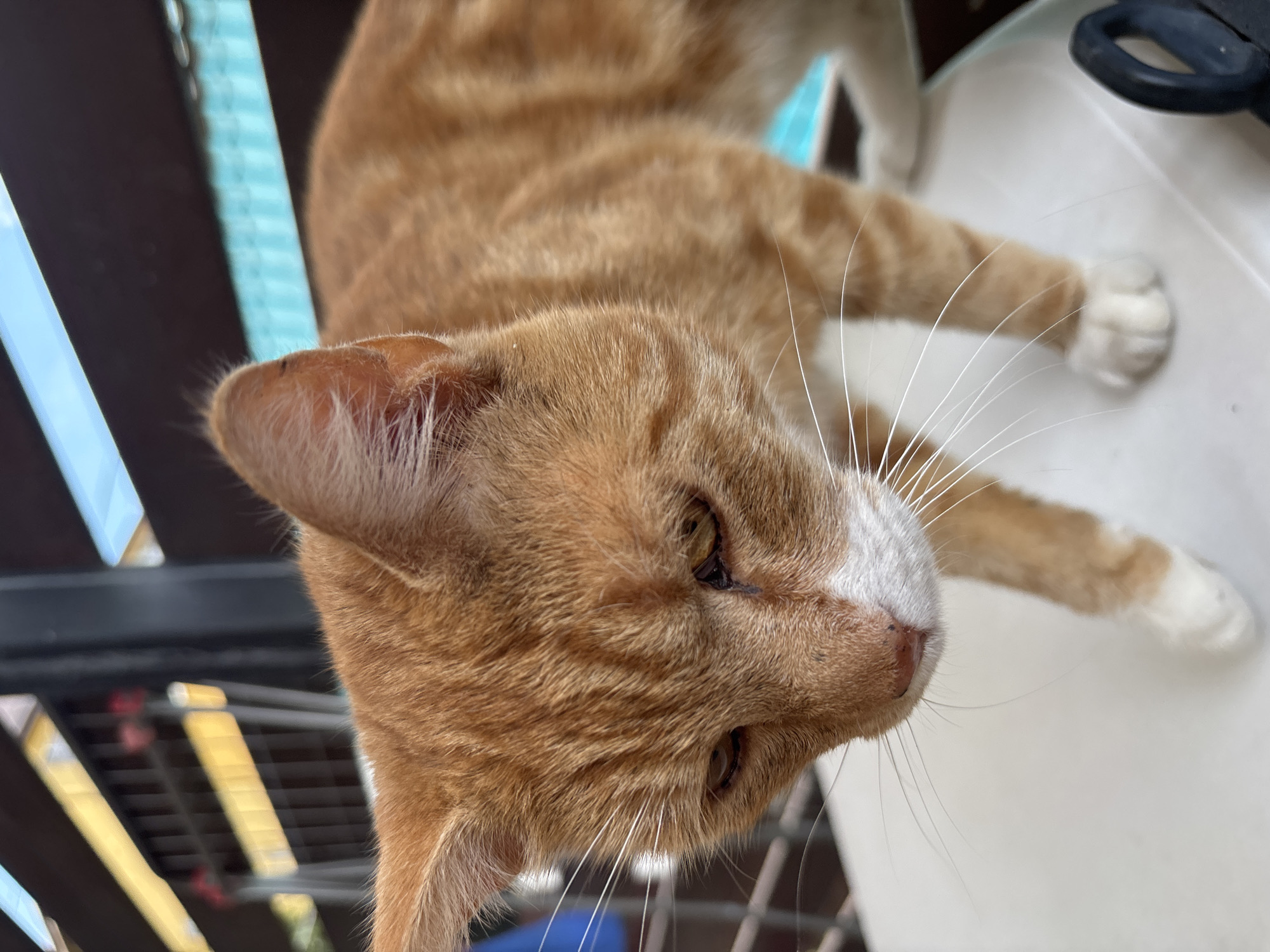 The media file shows a close-up, rotated view of an orange tabby cat. The cat's face is in sharp focus, with its ears, eyes, and whiskers clearly visible. The fur is a warm orange with darker tabby stripes. One of the cat's front paws is also visible, resting on a white surface. In the background, there are blurred elements of a dark, possibly metallic structure with blue and yellow accents, suggesting an outdoor or semi-outdoor setting. A black object resembling part of a pair of scissors is visible in the upper right corner of the frame. The lighting suggests it is daytime, and the overall mood is relaxed, as the cat appears to be resting or posing. There is no visible text in the image. The location context is Sochi, Russia.