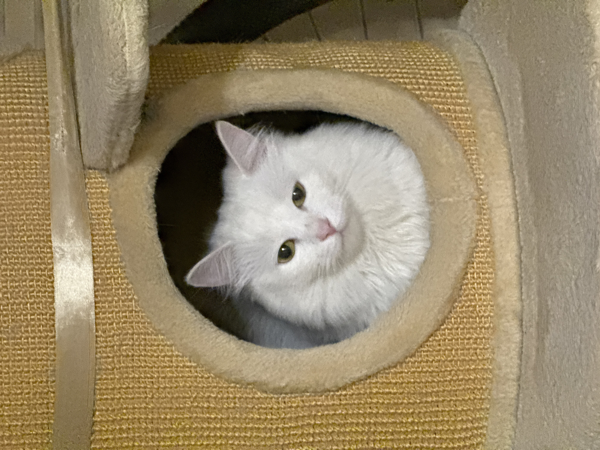 A fluffy white cat with green eyes and a pink nose peeks out of a circular opening in a tan-colored cat tree. The cat tree is covered in sisal rope and soft fabric. The background is dark and out of focus.