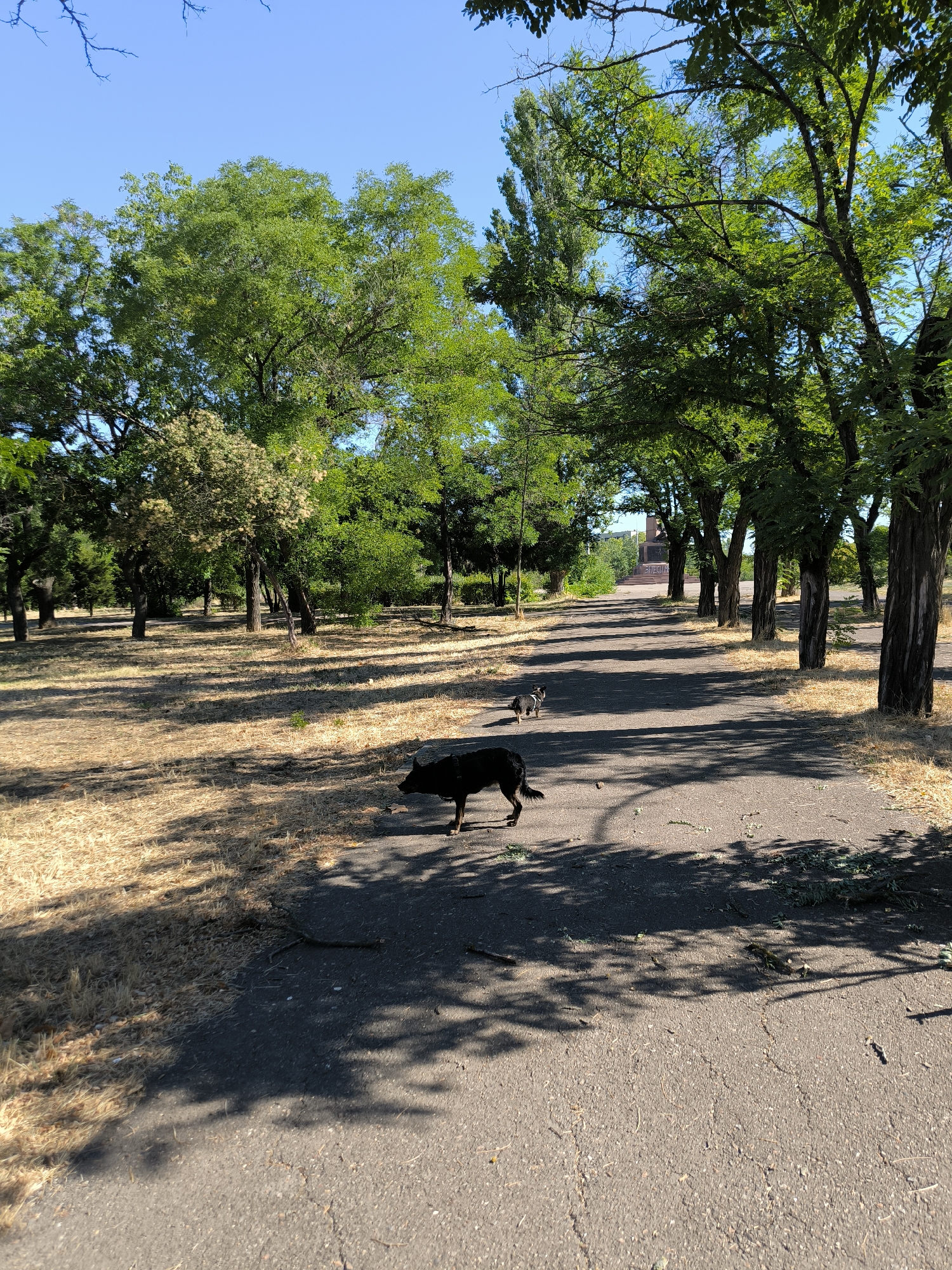 The image shows a park pathway lined with trees on both sides. The ground on the left of the path is covered with dry, yellow grass, and there are shadows cast by the trees. On the path, two dogs are visible: a larger black dog in the foreground walking away from the camera and a smaller, darker dog further up the path. The pathway leads towards a monument or statue in the distance, with a clear blue sky overhead. This scene is consistent with the appearance of the Park of Glory in Mykolaiv, Ukraine, a common public space with similar landscaping and a prominent monument.