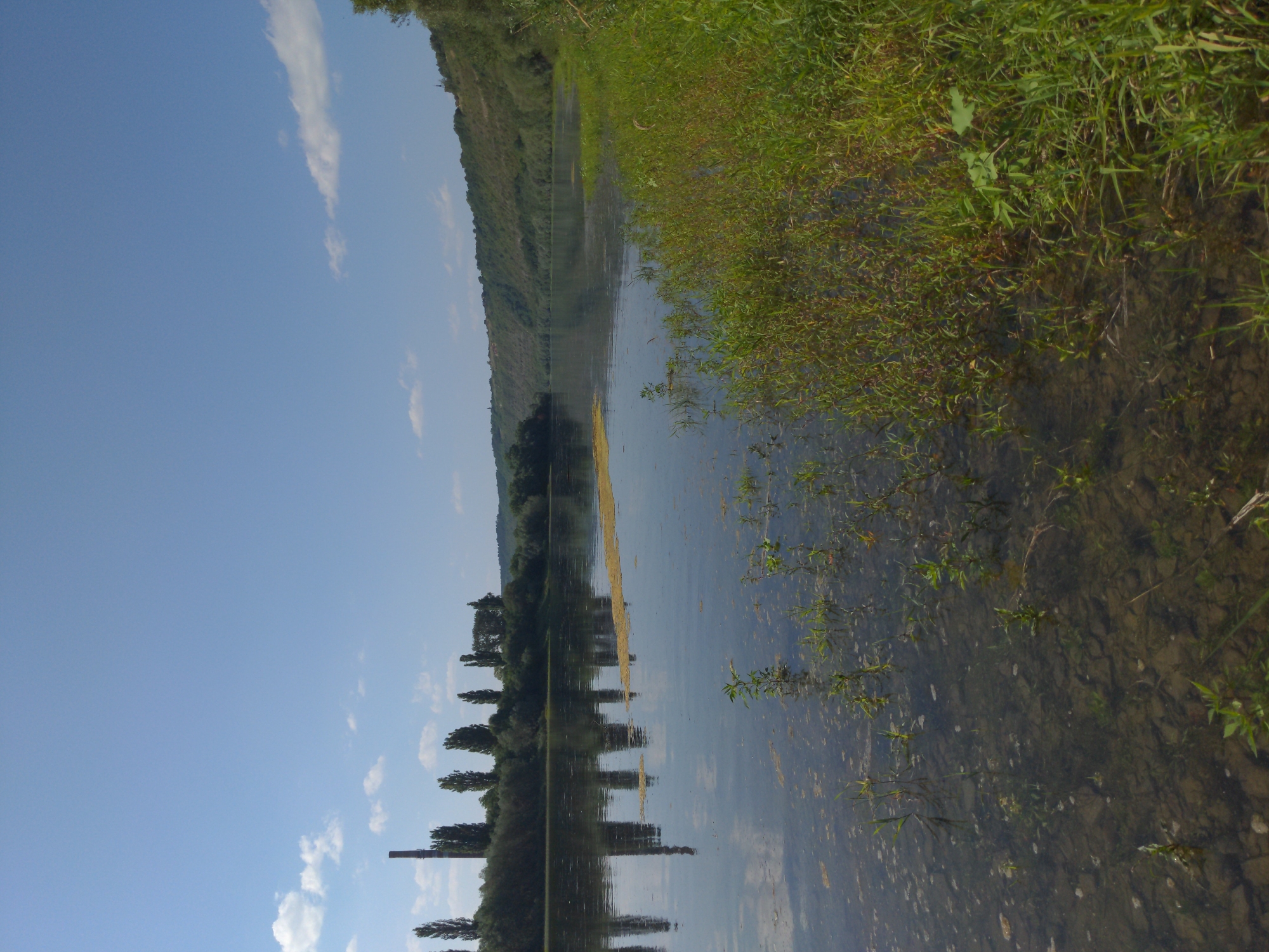 The image depicts a tranquil riverside scene, likely in Zalishchyky, Ukraine. The orientation of the image is landscape, with the river and its reflections dominating the lower portion, and the sky and distant hillside occupying the upper part. The river is calm, with clear water allowing the rocky riverbed to be visible. Reeds and other aquatic plants grow along the bank, their reflections shimmering on the water's surface.
On the left bank of the river, a steep, tree-covered hillside rises, its green foliage stretching towards the sky. The hillside is reflected in the water, creating a mirror image of the landscape. The sky is a clear, bright blue, with a few scattered white clouds.
On the right bank, the shoreline is covered with lush green grass, characteristic of a rural or natural environment. A thin, yellow line of debris or vegetation is visible on the water's surface, stretching horizontally across the middle of the frame.
In the distance, along the left bank, a row of trees is reflected in the water, creating a rhythmic pattern of vertical lines. The overall impression is one of peace and natural beauty, suggesting a clear day with pleasant weather, possibly late morning or early afternoon given the bright sunlight. There are no people or discernible objects other than natural elements and the reflections. No text is visible in the image.