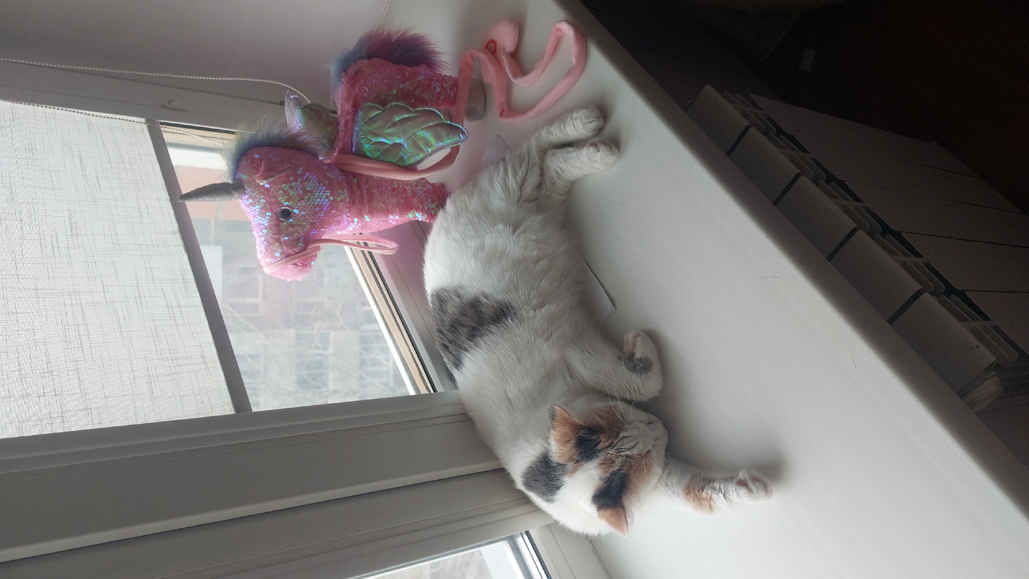 The image depicts a cat lying on a windowsill indoors. Next to the cat is a stuffed pink unicorn toy and a pink octopus toy. The window has a screen, and buildings are visible outside, but specific details are obscured. Based on the image and additional sources the location is identified as the city of Novosibirsk, Russia. The room appears to be well-lit from the natural light coming through the window. The presence of toys and the cat suggests a domestic setting.