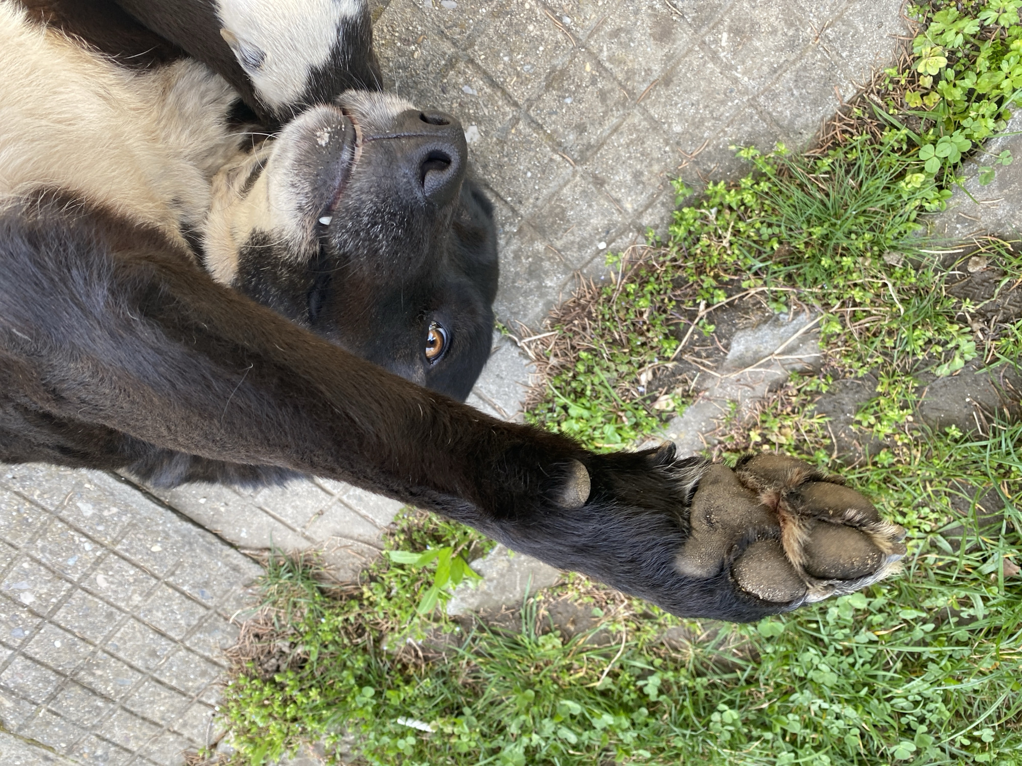 An overhead, slightly angled photograph taken in the city of Troyan, Bulgaria, depicts a bicolored dog lying on its back. The dog's fur is predominantly black, with distinct white or cream patches visible on its chest, around its muzzle, and on parts of its body. Its head is positioned upside down relative to the ground, revealing its dark, moist nose, a partially open mouth with a single visible white tooth, and its right eye, which is amber-brown and directed towards the camera. One black-furred front leg is extended upwards, with its dirty, earthy-brown paw pad and a visible dewclaw pad facing the viewer. The dog is situated on a surface composed of grey concrete pavers arranged in a grid pattern. Adjacent to the concrete, particularly along the left and bottom edges of the frame, is a strip of green grass and various weeds interspersed with dry organic matter.