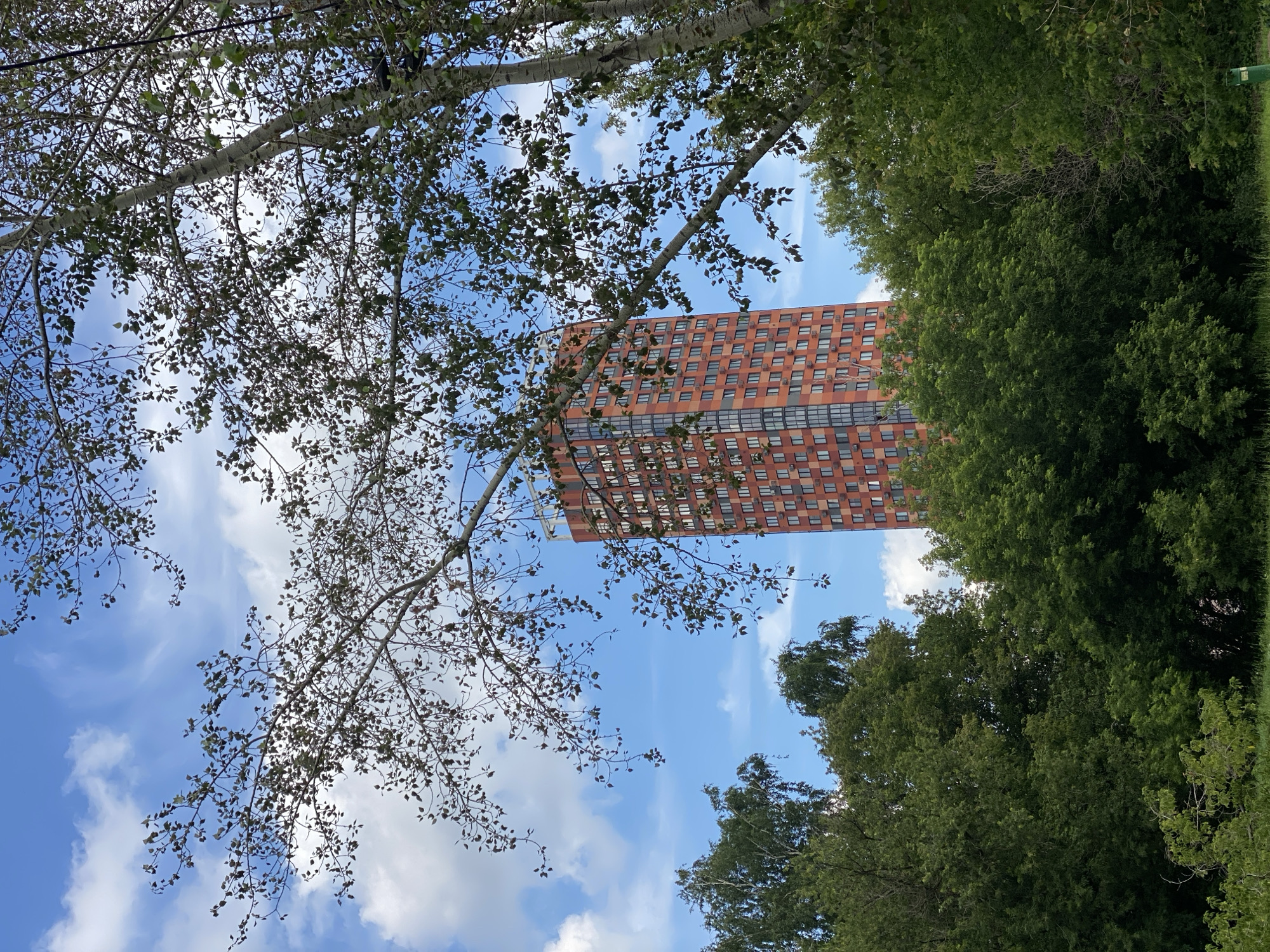 A tall, slender orange building with many windows stands behind a dense line of green trees under a bright blue sky with white clouds. In the foreground, a large tree with thin branches and small leaves partially obscures the view of the building and the sky. The ground below the trees is not visible.