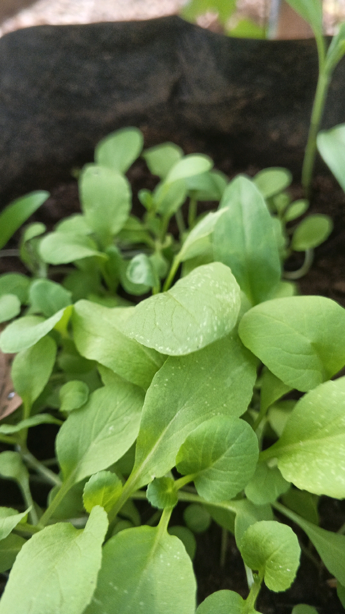 This is a close-up, eye-level shot of young green seedlings growing in dark soil, likely in a garden or nursery. The focus is on the lush, vibrant green leaves, some of which have small, white speckles, possibly from water droplets or a light dusting of something. The background is a blurred, dark, textured surface, possibly a planter or pot. There are no people or animals visible, and no discernible actions are taking place beyond the natural growth of the plants. The scene appears to be outdoors, given the natural lighting. Without further context, the specific location within Karangjati, Indonesia, cannot be determined from the image alone.