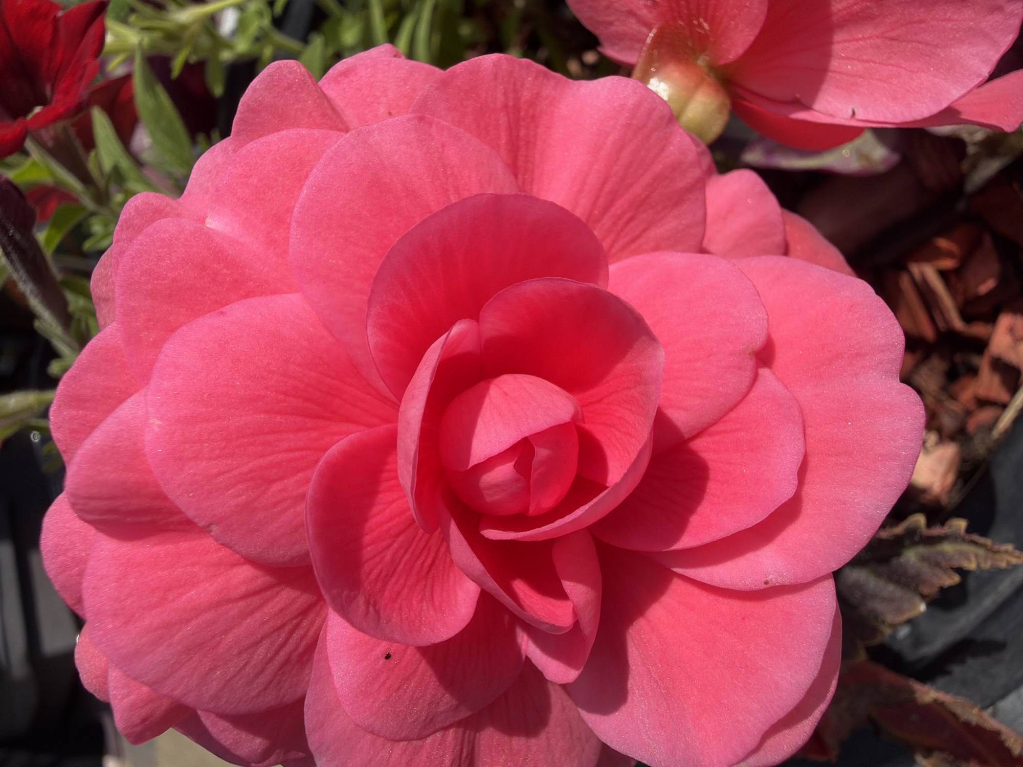 A close-up, eye-level shot features a vibrant pink begonia flower in full bloom. The flower dominates the frame, showcasing its numerous ruffled petals that overlap in a dense, layered pattern. The lighting casts soft shadows, highlighting the velvety texture and delicate veins of the petals. In the background, other foliage and a blurred red flower suggest an outdoor garden setting. The location is specified as Gribki, Russia.