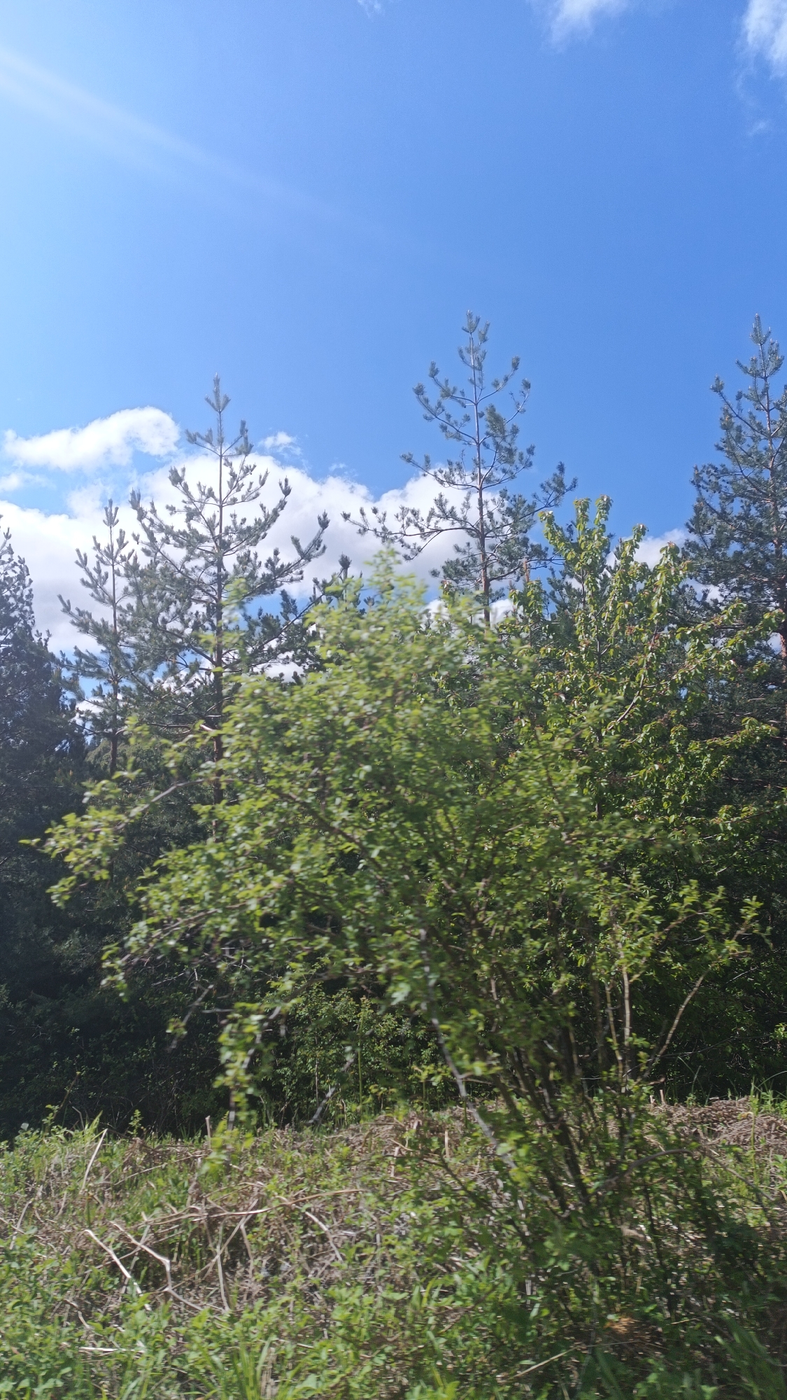 The scene depicts a rural landscape in Vrata, Bulgaria, under a blue sky dotted with white clouds. The foreground is dominated by a patch of overgrown vegetation with tangled, dry twigs and green plants. Behind this, a bush with light green leaves stands prominently. Further back, the scene transitions to a backdrop of trees, including tall, slender pine trees with sparse branches reaching towards the sky, and other trees with denser foliage. The overall impression is that of a natural, possibly roadside, view in a sparsely populated area. There are no visible people, subjects, objects, actions, or interactions other than the natural elements present.