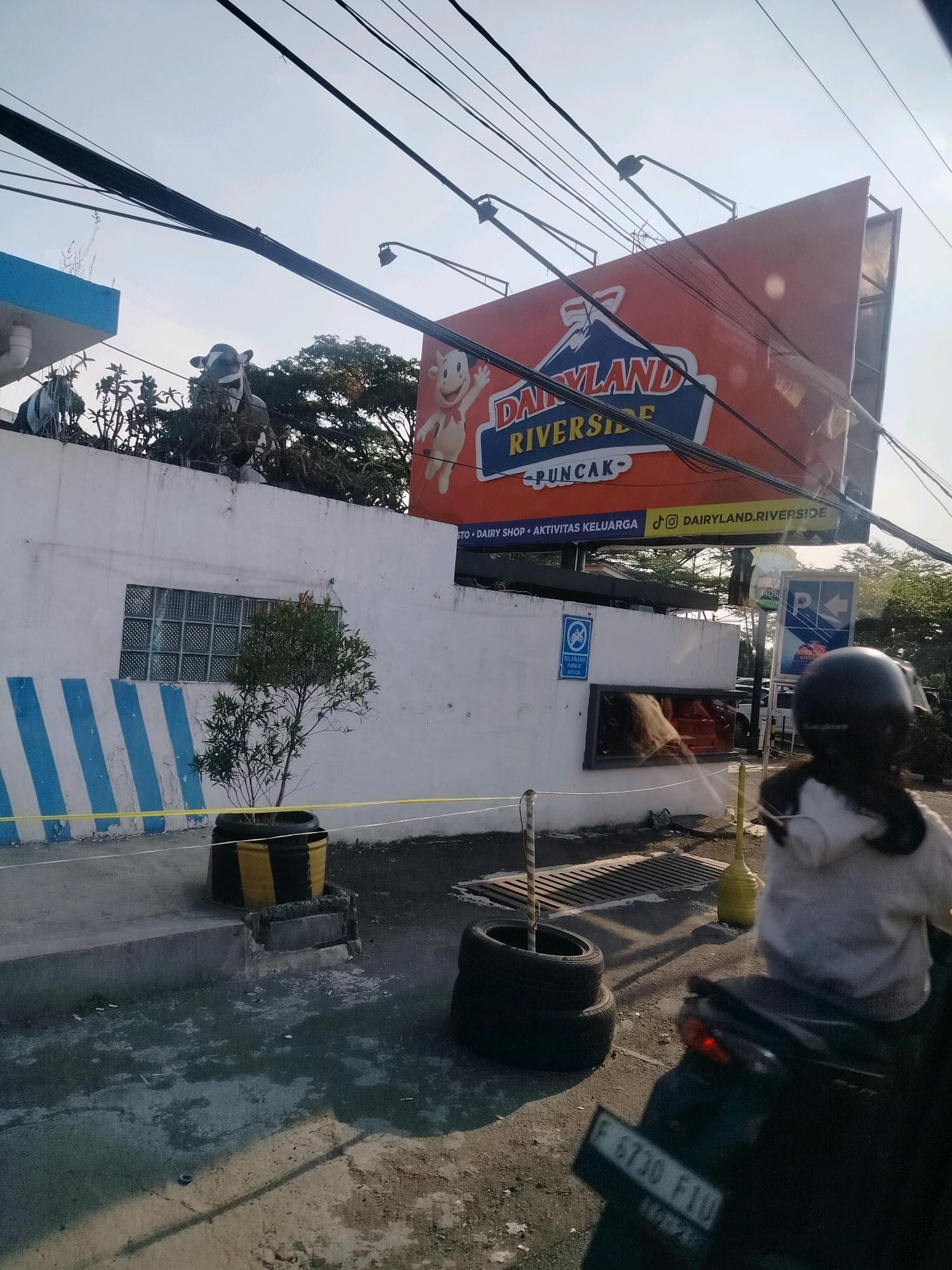 The image shows a roadside view in Megamendung, Indonesia, featuring a billboard for "Dairyland Riverside Puncak." The billboard, predominantly orange and blue, is positioned above a white building with blue and white diagonal stripes on its lower exterior. Several cow statues are visible atop the building's wall, near a blue and white structure that resembles a small shelter or kiosk. In front of the building, a young tree in a black and yellow striped planter is situated behind a yellow barrier tape. A person wearing a helmet and a light-colored hooded jacket rides a motorcycle in the foreground, partially obscuring the lower right portion of the image. The motorcycle's license plate is partially visible. Power lines crisscross the sky, and trees are present in the background. The scene suggests a commercial establishment, possibly a dairy farm or a tourist attraction, given the billboard's content and the cow motifs.