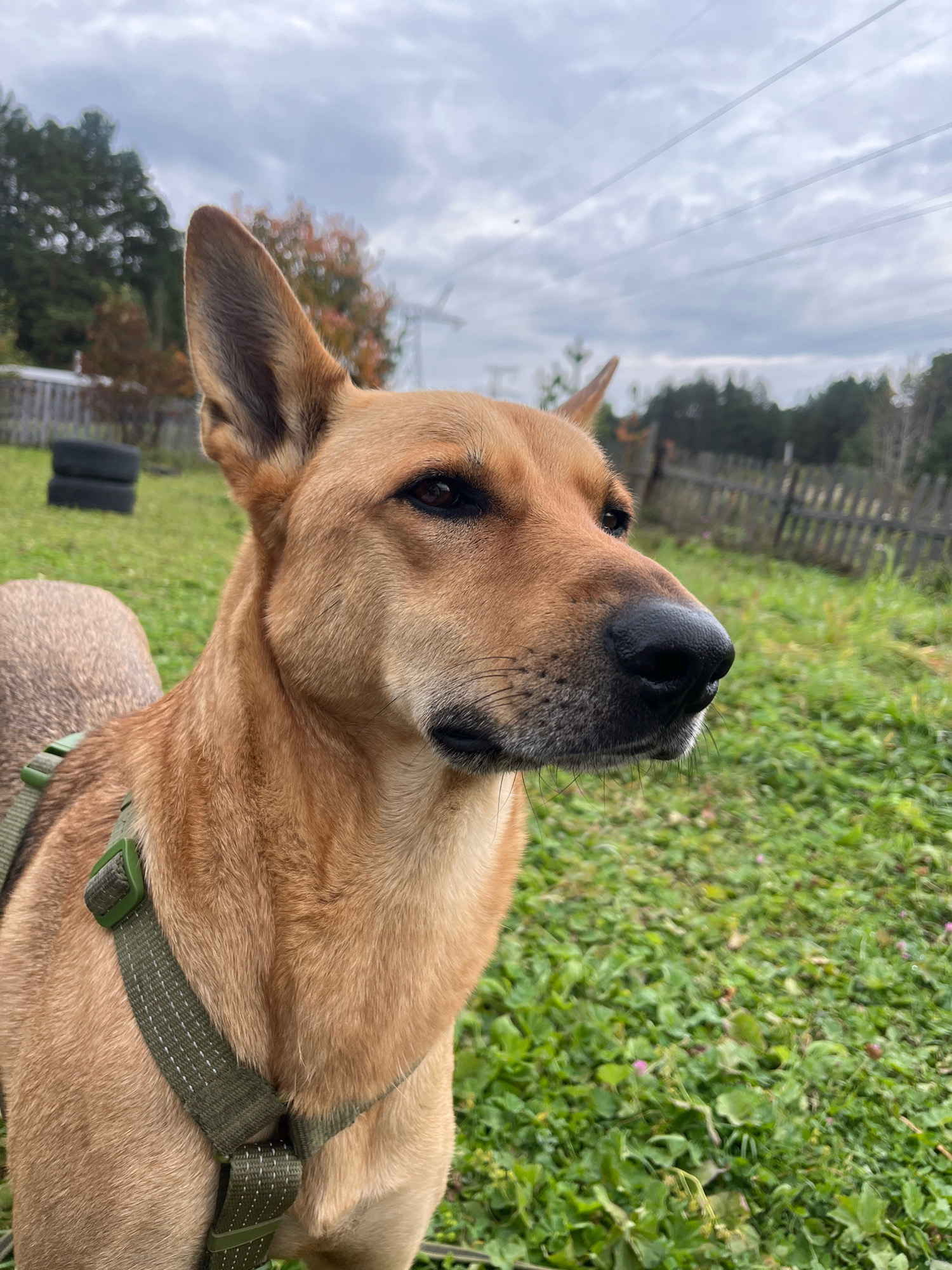 A medium shot shows a tan dog with pointed ears, wearing a green harness, outdoors on a cloudy day. The dog's head is turned to the right, and its eyes are looking to the right. The background consists of green grass, a wooden fence, trees, and some stacked black tires. The overall scene appears to be in a rural or semi-rural setting, consistent with the outskirts of Nizhny Tagil, Russia, where such mixed environments are common. The lighting is overcast, indicating a cloudy sky. There are no people visible in the image.