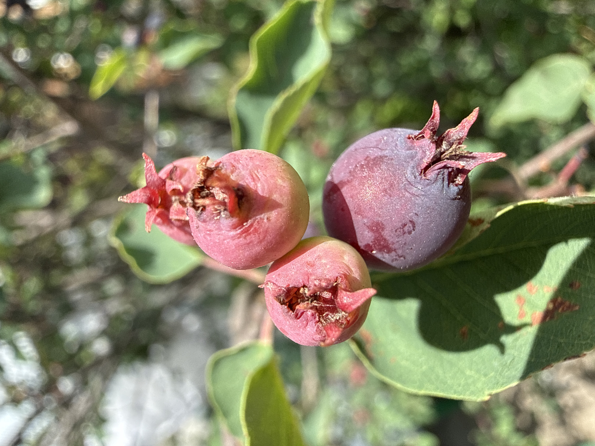 A close-up, natural light outdoor photograph shows a cluster of serviceberries on a branch. The berries are in various stages of ripeness, with some appearing bright pink and others a deep purple. One berry, in the foreground, is particularly dark purple, with visible sepals at its tip. The leaves of the plant are a vibrant green, with some exhibiting small reddish-brown spots. The background is softly blurred, suggesting a garden or natural setting, with out-of-focus greenery and tree branches. The scene is likely in Baryshevo, Russia, given the context provided, and captures a moment in the seasonal cycle of the serviceberry plant.