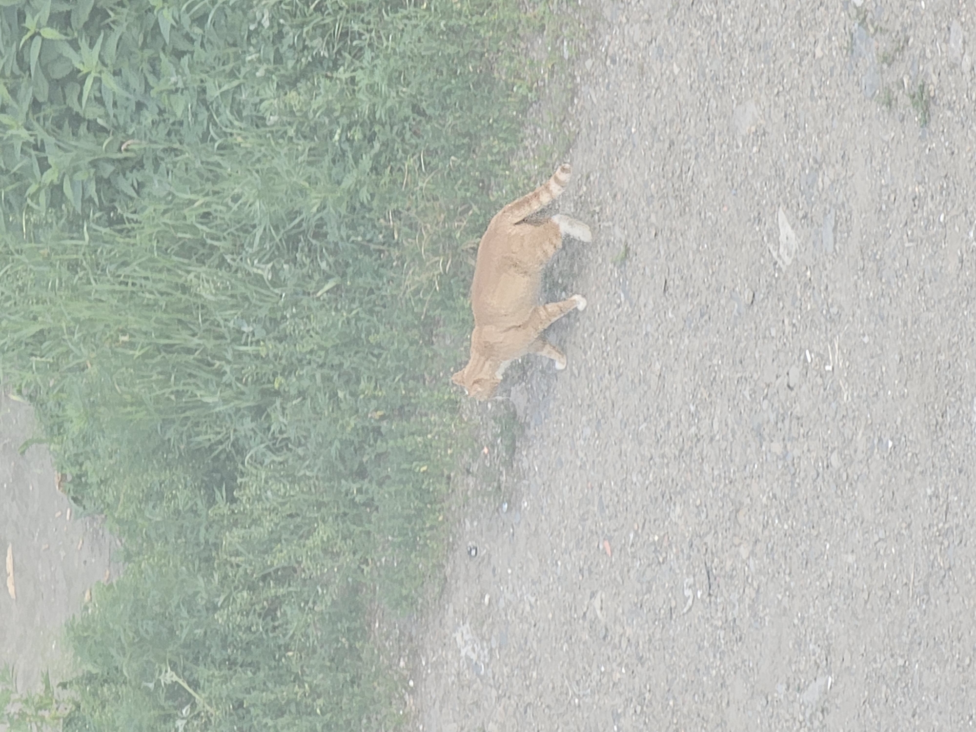 An orange tabby cat walks across a gravel path in front of a dense patch of green foliage. The cat is facing to the left, with its tail held out behind it, showing striped markings. The environment appears to be outdoors, possibly in a rural or semi-urban area. There is no clear indication of the specific location within Taezhnoye, Russia.