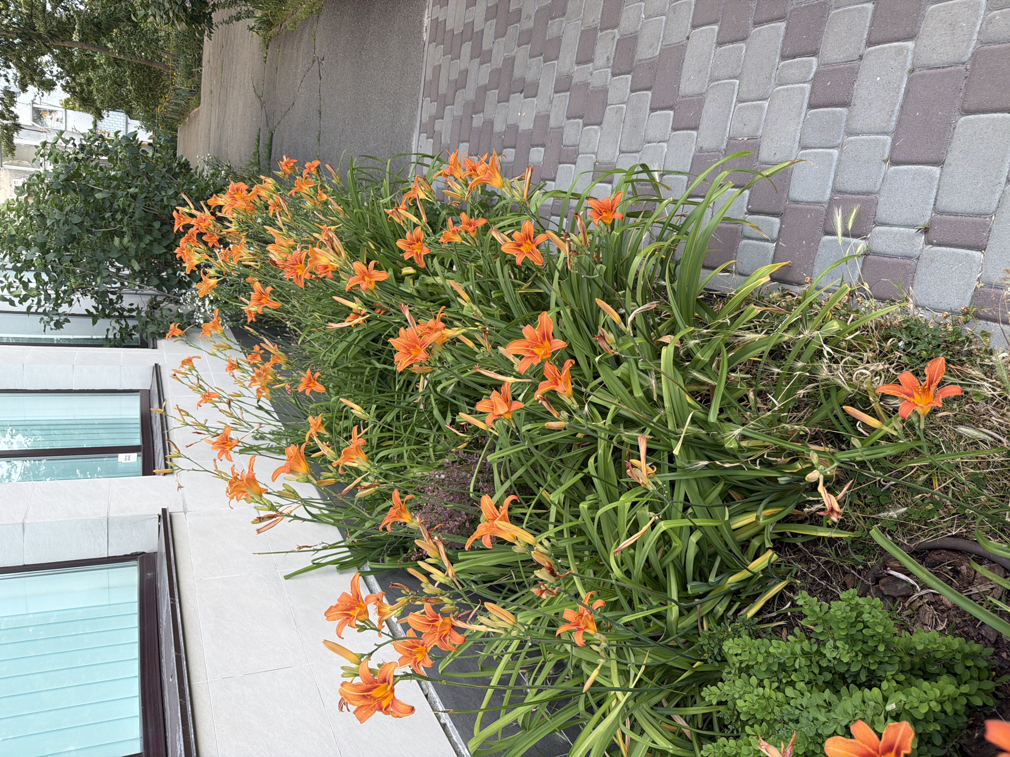 The image shows a flowerbed of vibrant orange daylilies with lush green foliage, planted alongside a paved walkway. The walkway is made of interlocking rectangular pavers in shades of grey and brown. To the left of the flowerbed is a building with a white tiled facade and dark-framed windows with light blue vertical blinds. In the background, a tree with dense green leaves and a narrow concrete path leading away from the viewer can be seen. The scene appears to be an outdoor area in a city, possibly a residential or public space. The lighting suggests it is daytime. The location is identified as Kyiv, Ukraine.