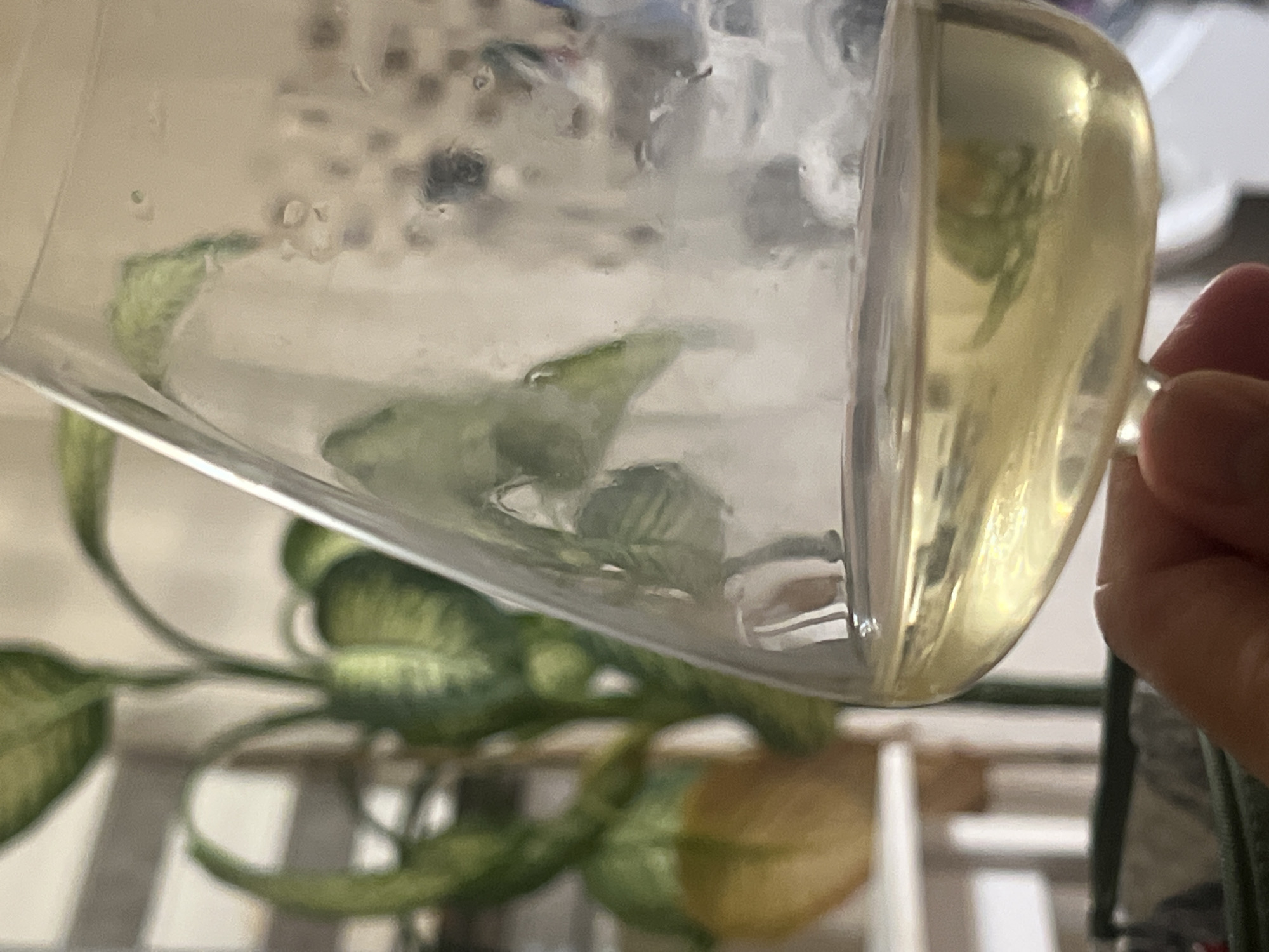 A close-up shot captures a glass of white wine held by a hand, with a blurred houseplant in the background. The glass is tilted, and the wine is a pale yellow color. Water droplets are visible on the outside of the glass. The hand holding the glass is a light skin tone. The houseplant appears to have large, variegated green and yellow leaves. The background is out of focus, but suggests an indoor setting with furniture and diffused light. There are no identifiable landmarks or indications of the specific location within Antalya, Turkey.