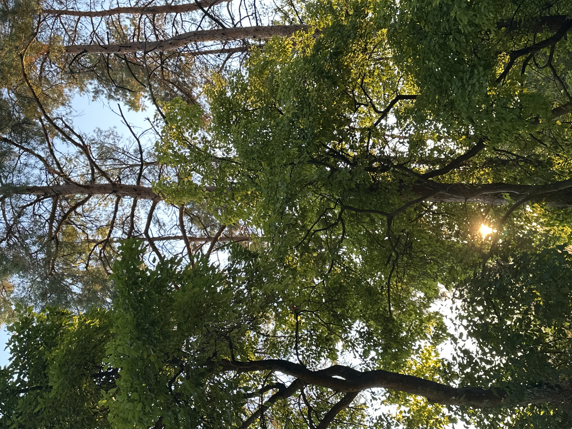 This is a low-angle, full shot of a forest canopy with sunlight filtering through the leaves. The trees are tall, with a mix of deciduous trees in the foreground with full green foliage and evergreen trees with sparser branches in the background. The sun is visible as a bright, lens-flare-like orb peeking through the leaves in the mid-right of the frame. The sky above is a clear, pale blue. There are no people or animals visible in the image. The scene appears to be a natural woodland environment. The image was taken in Makiv, Ukraine.