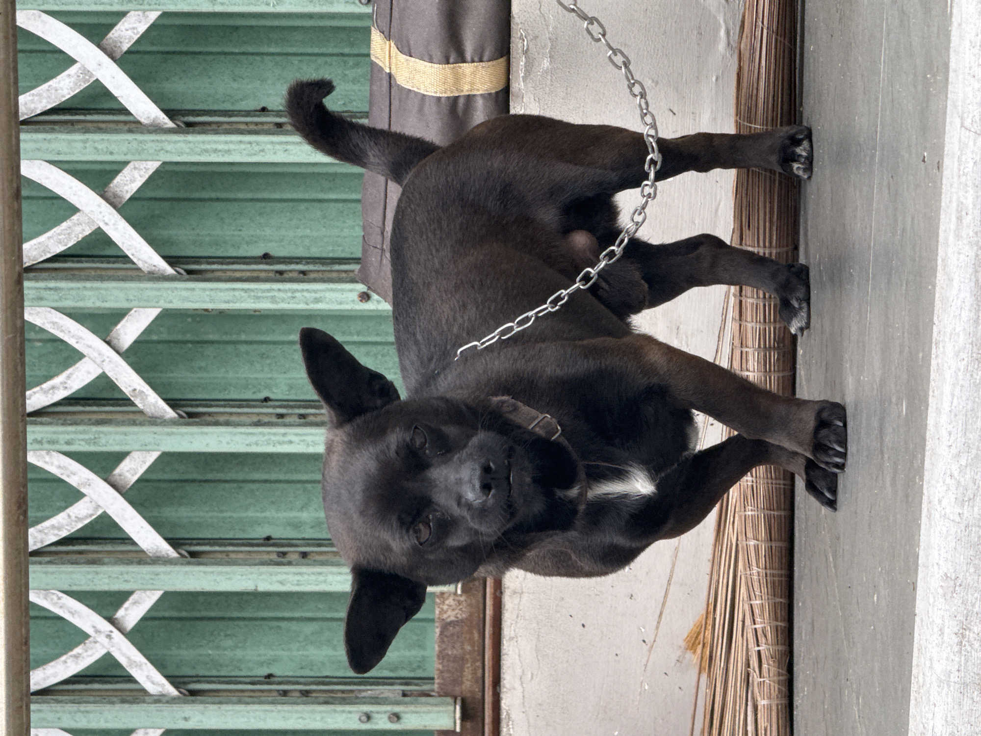 A black dog with large ears and a white patch on its chest is standing on a concrete surface in front of a green metal accordion gate and a brown bag. The dog is wearing a dark collar and is attached to a silver chain. The chain extends from the dog's collar and is looped on the ground, leading out of frame to the right. Behind the dog, a bundle of what appears to be dried grass or reeds is lying horizontally on the ground. The background consists of the green metal gate, which has a criss-cross pattern of lighter colored metal. To the right of the gate, a brown fabric bag with a horizontal gold stripe is visible. The image is captured in Da Lat, Vietnam, based on its distinctive architecture and climate. The scene appears to be an outdoor area, possibly a yard or alleyway, where the dog is tethered.