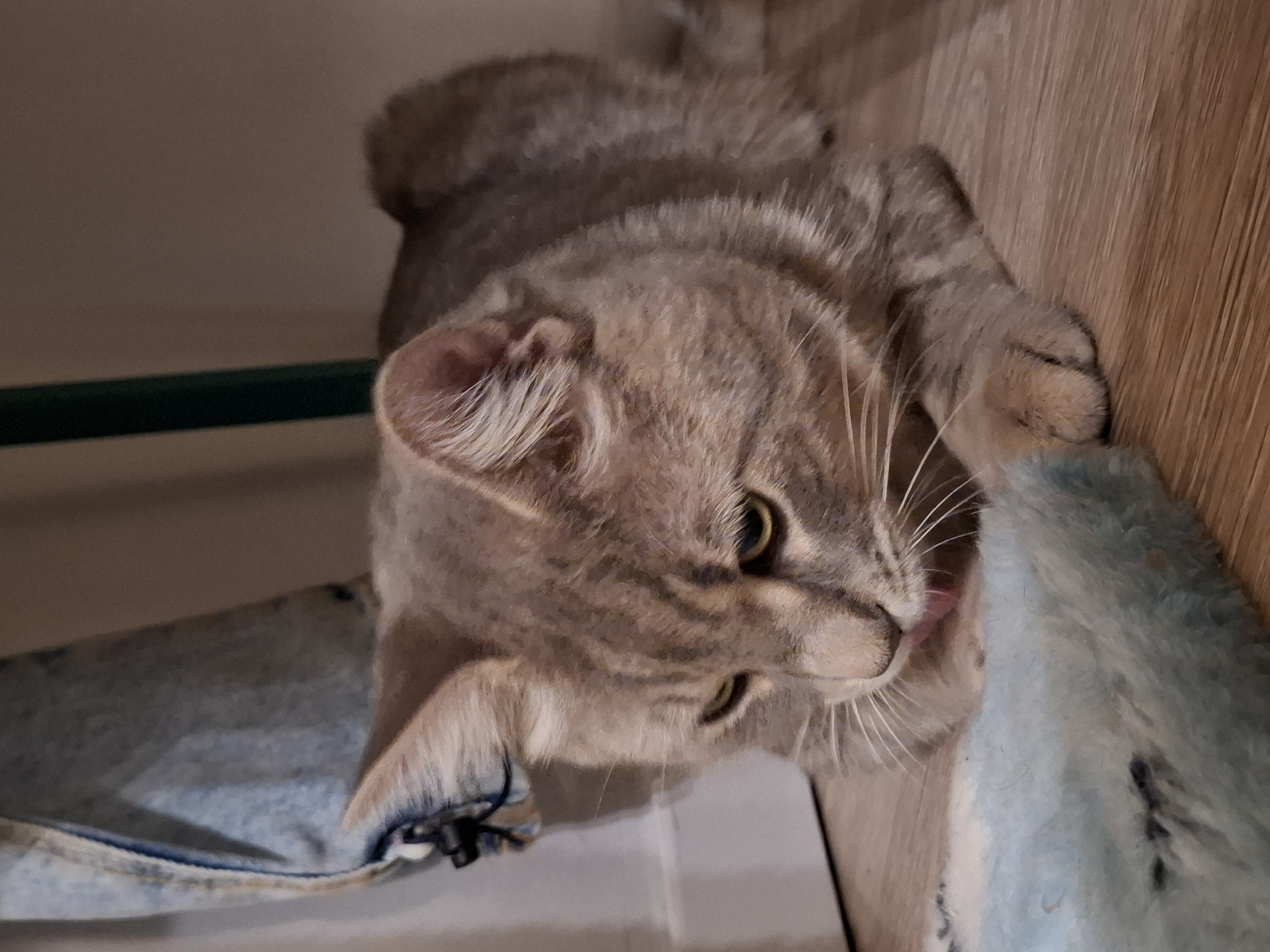 A grey tabby cat with green eyes lies on a wooden floor, with its tongue out licking a blue fuzzy toy. The cat is positioned in the center of the frame, with its head tilted down towards the toy. In the background, a white wall and a dark blue garment hang from a shelf. A dark green metal pole is visible on the right side of the frame. The scene is indoors, and no specific location in Zemun Urban Municipality, Serbia can be identified from the visual evidence.