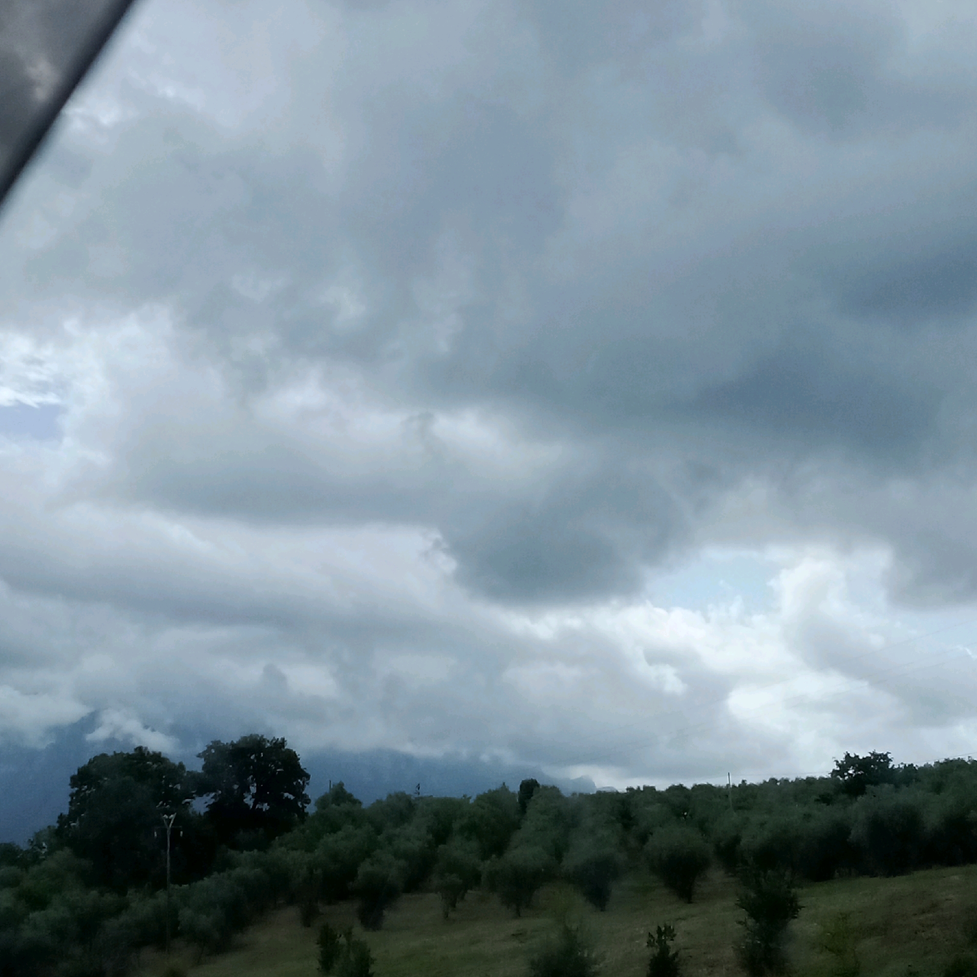 The image captures a landscape of olive trees under a dramatic, cloudy sky. The foreground features a field with rows of olive trees, many of which are young saplings. The trees are densely packed in some areas, creating a textured green carpet that slopes gently upwards. In the mid-ground, larger, more mature trees are visible, their dark green foliage contrasting with the lighter green of the field. A single, light-colored pole or post stands among these trees. The background is dominated by a vast expanse of grey, overcast sky, with some lighter patches suggesting potential breaks in the clouds. In the distance, hazy mountain ranges are faintly discernible. The overall atmosphere is somber and perhaps indicative of impending rain. The scene is likely located in the rural outskirts of Contursi Terme, Italy, given the prevalence of olive groves characteristic of the Campania region. There are no people or animals visible in the frame.