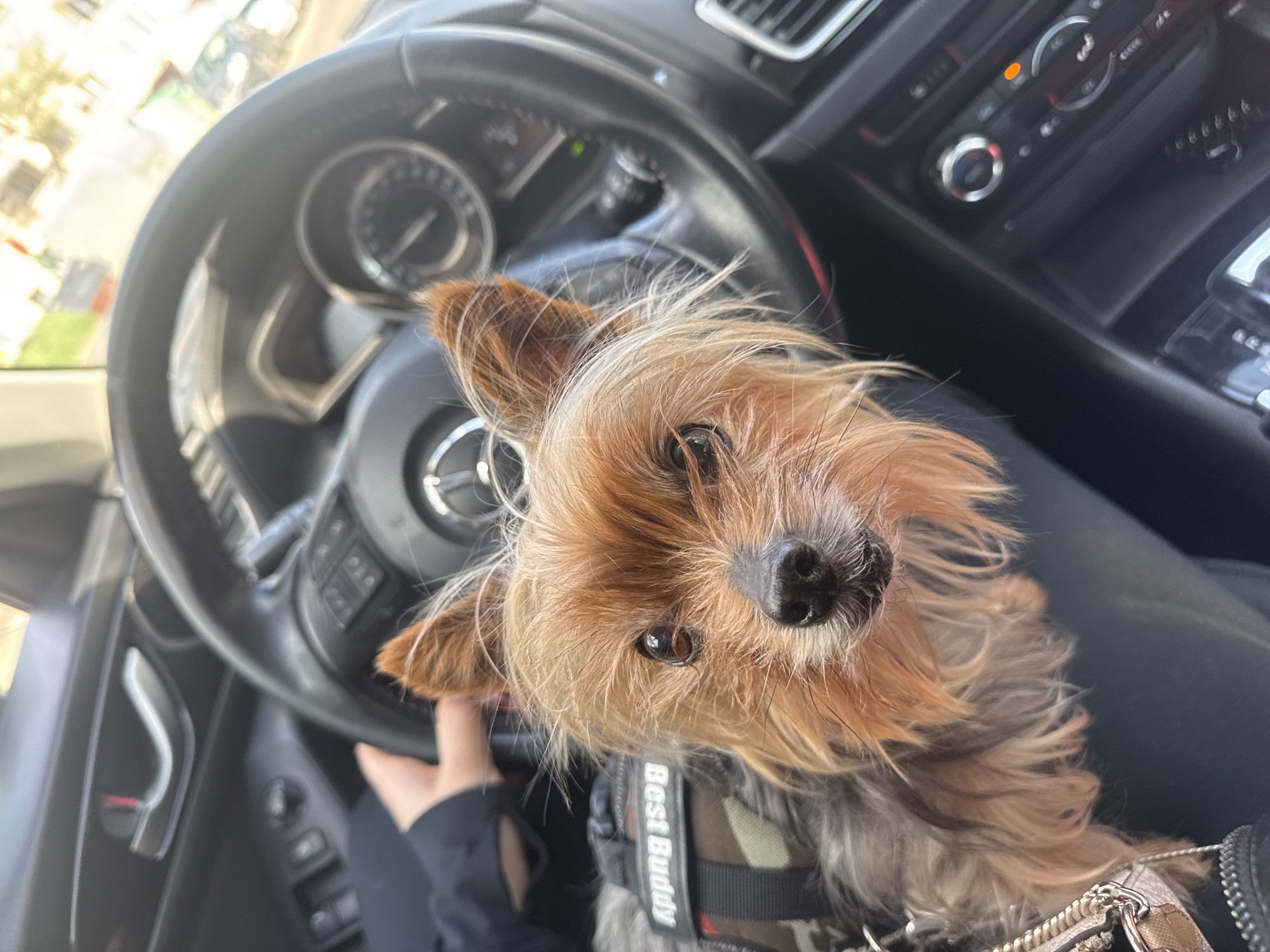 A small, long-haired, brown-and-gray Yorkshire Terrier with a "Best Buddy" harness sits in the driver's seat of a car. The dog is positioned in front of the steering wheel, its head tilted slightly upward toward the camera. A hand is visible on the lower left of the steering wheel. The car's dashboard and instrument panel, including the speedometer, are visible. The scene is likely inside a stationary vehicle. No evidence suggests the location being Burgas, Bulgaria.