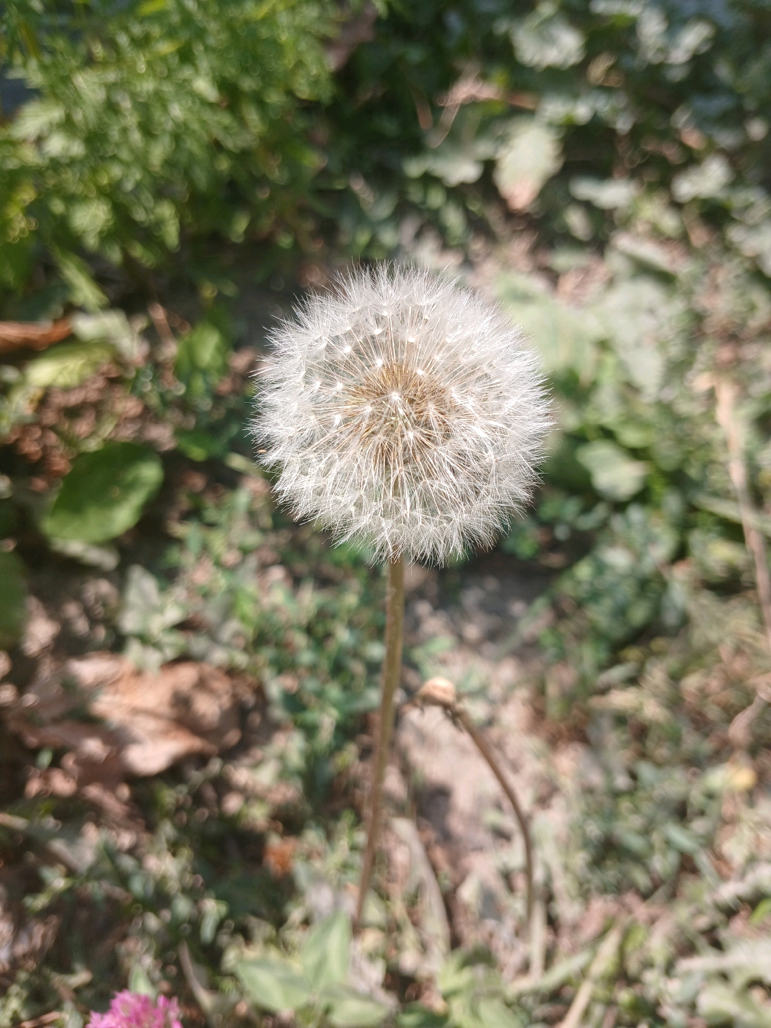 A close-up, shallow depth-of-field shot focuses on a single, mature dandelion seed head. The fluffy, white spherical structure is positioned centrally in the frame, with its delicate seeds radiating outwards. The stem is thin and brown, disappearing out of focus towards the bottom of the image. The background is a soft blur of green foliage and brown earth, suggesting an outdoor, natural setting. No people or animals are visible in the image. The scene appears to be a natural environment, potentially a park or garden, but no specific details are present to pinpoint its exact location within Кош-Дебе, Kyrgyzstan.