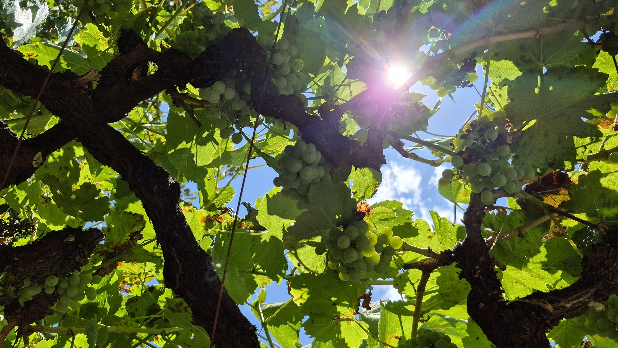 The image shows a close-up, low-angle view of a grapevine with clusters of green grapes. The thick, dark brown branches of the vine are prominent, crisscrossing the frame. Lush green leaves, some with brown spots, surround the grapes and branches. Sunlight streams through the leaves, creating lens flares and highlighting the scene with a bright, warm glow. The sky, visible through the gaps in the foliage, is a vibrant blue with scattered white clouds. The image appears to have been taken outdoors in a natural setting, possibly a vineyard or garden.