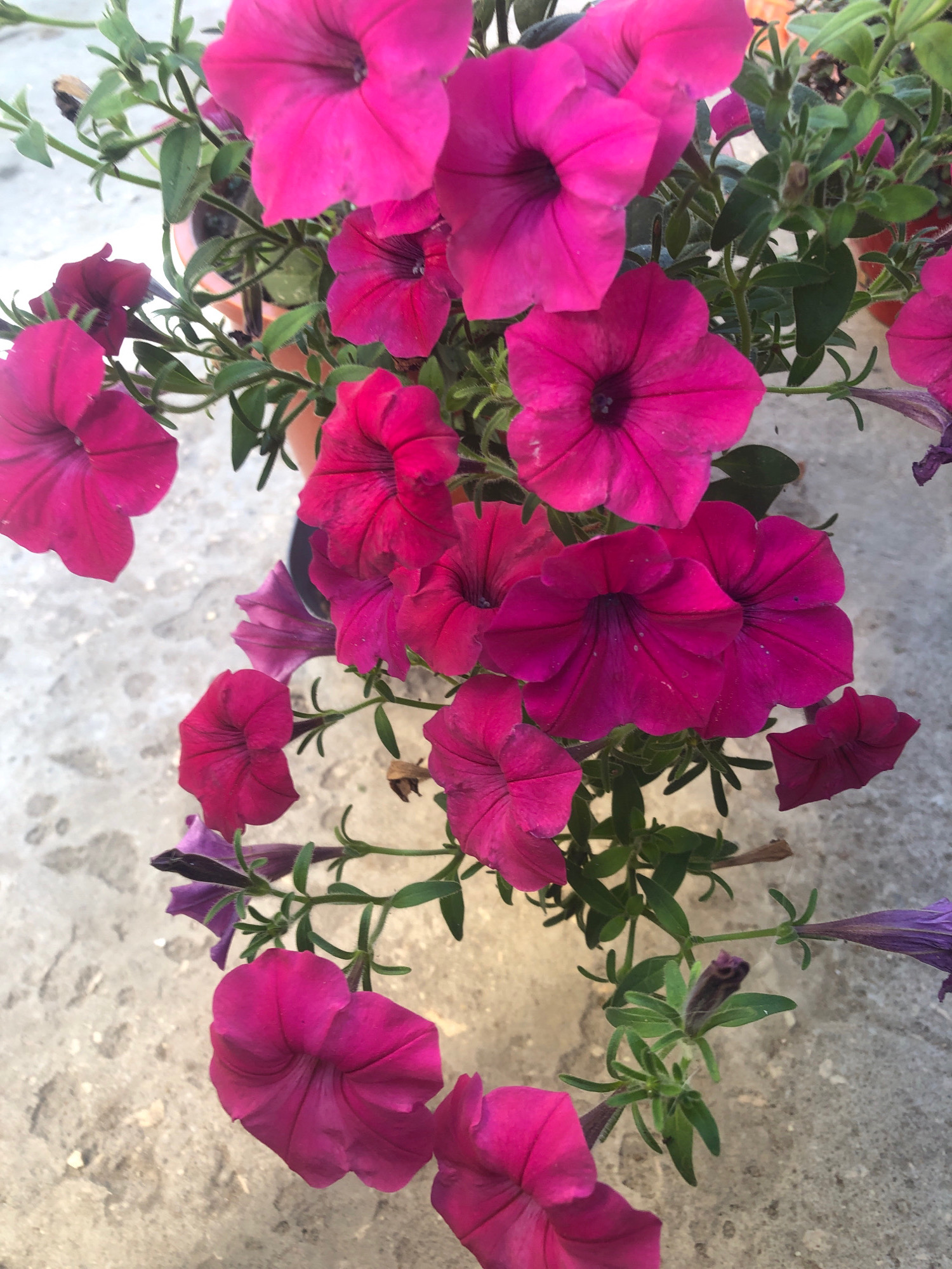 The image shows a close-up view of several bright pink petunia flowers and some greenery. The flowers are in various stages of bloom, with some fully open and others still budding. The background is a rough, textured surface that appears to be concrete. There are no people or animals visible in the image. The scene is outdoors, likely in a garden or patio setting. The lighting suggests it is daytime. The image does not provide any specific information about its location in the city of Прибрежный, Russia.
