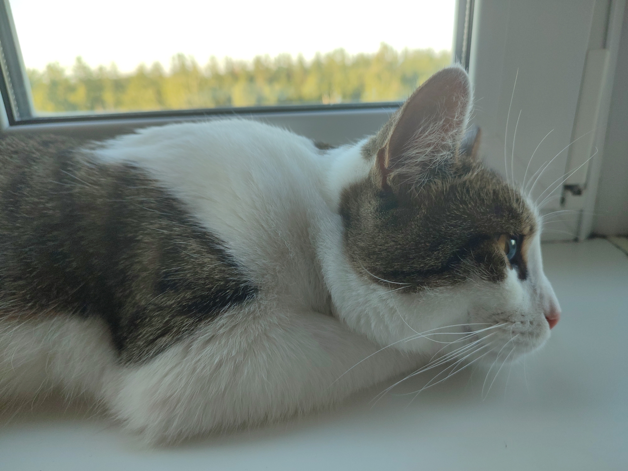 A medium shot shows a tabby and white cat lying on a windowsill, facing right and looking out a window. The cat's fur is primarily white with brown and gray tabby markings on its head, back, and tail. Its eyes are blue. Through the window, a blurry background of trees and sky is visible. The windowsill is white and appears to be indoors, with a blurred background suggesting a room. The scene does not contain any specific identifying features that would place it in Voronezh, Russia.