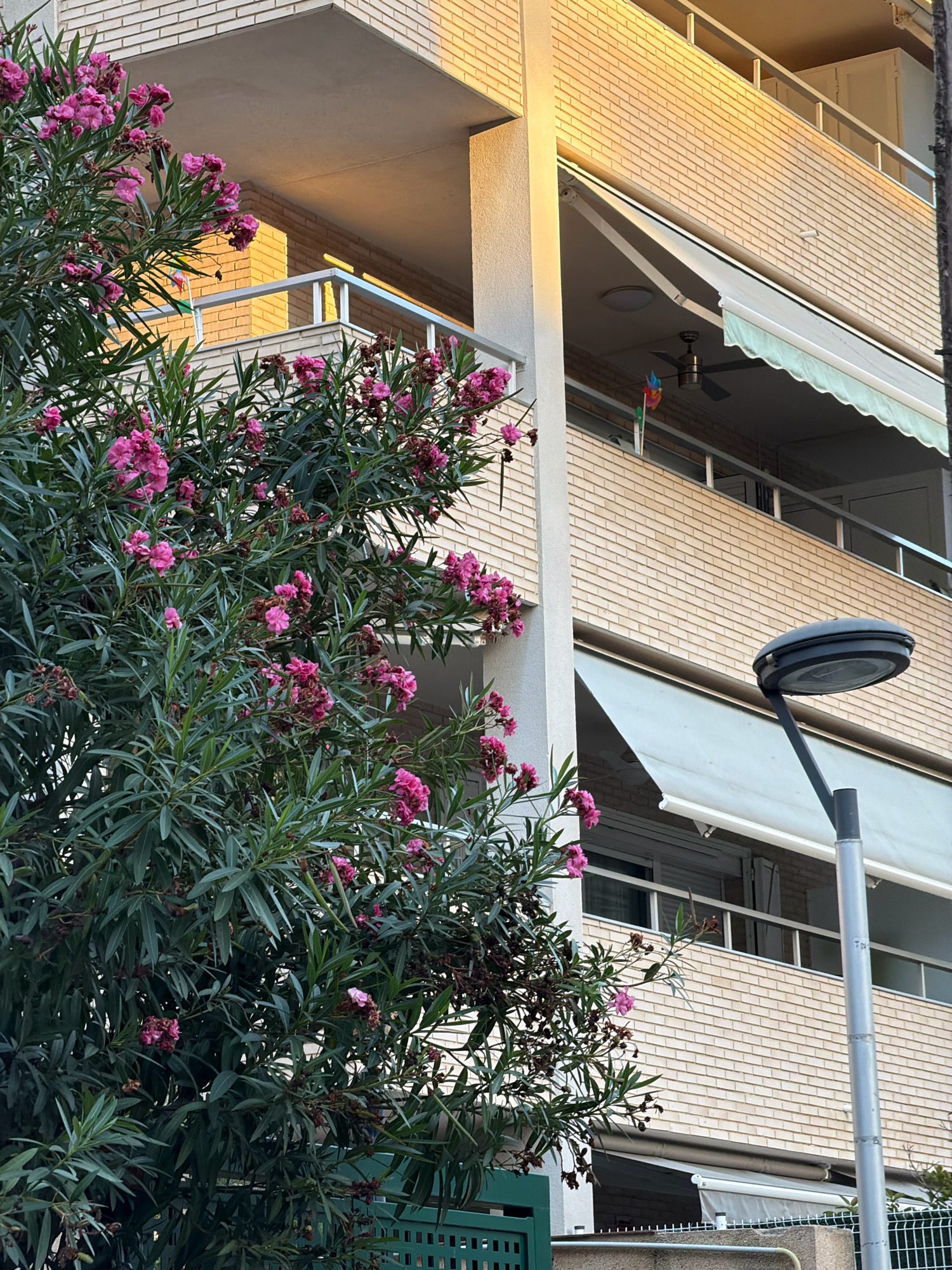 A flowering bush with pink blooms is positioned in the foreground, partially obscuring a building with a brick facade and multiple balconies. The balconies have white railings and awnings. A street lamp with a dark gray fixture is visible on the right side of the frame. The scene appears to be an urban setting in Salou, Spain, possibly a residential area. The lighting suggests it is either early morning or late afternoon, with warm light illuminating the upper portions of the building. No people are present in the image.