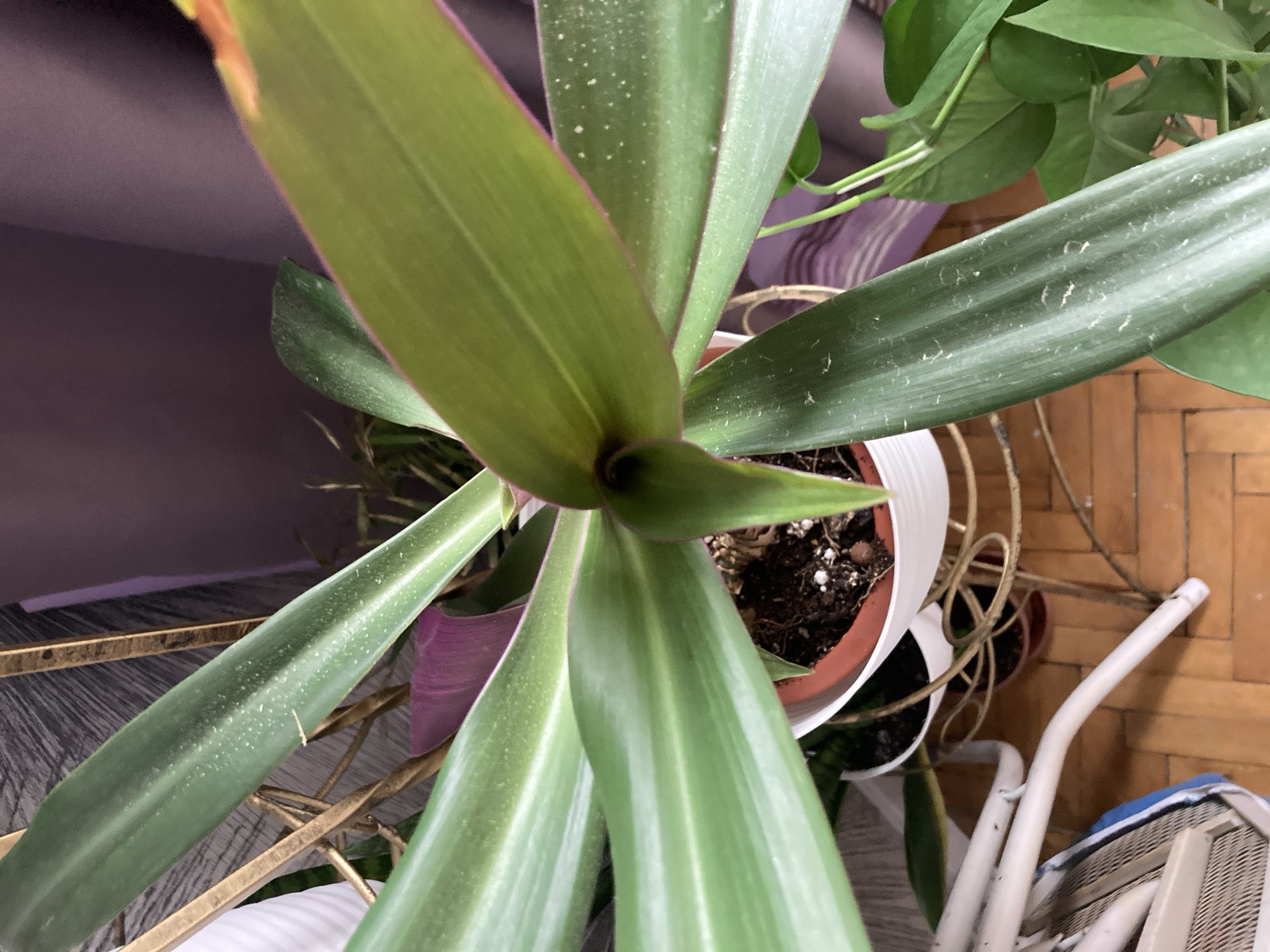 An overhead, close-up shot captures a Rhoeo discolor plant, also known as Moses-in-the-cradle, in a white pot. The plant's long, lance-shaped leaves, which are a vibrant green with purple undersides and pinkish edges, fan outwards from the center. The leaves show a slight dusting of white particles, possibly from a cleaning agent or mineral deposits from watering. The pot sits on a gold metal stand, which is partially visible. In the background, a purple curtain hangs, and other potted plants and furniture are discernible. The flooring appears to be made of light brown wood. The scene is indoors, suggesting a domestic or office setting. No specific location in Monino, Russia, can be identified from the image itself.