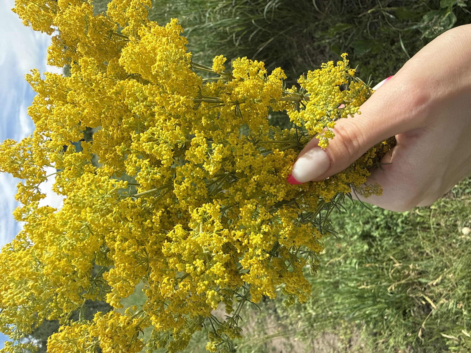 A hand holds a large bouquet of small, bright yellow flowers. The flowers are clustered together on thin stems, creating a dense, bushy appearance. In the background, there is blurred green foliage and a hint of a blue sky with white clouds. The setting appears to be outdoors, in a natural environment, possibly a field or meadow. The lighting suggests it is daytime, with bright sunlight casting shadows and highlighting the vibrant colors of the flowers. The hand has manicured nails, painted with a pale pink polish and a hint of red on the tips, indicating a human presence. The overall mood is cheerful and natural, evoking a sense of summer or early autumn. There is no visible text in the image.