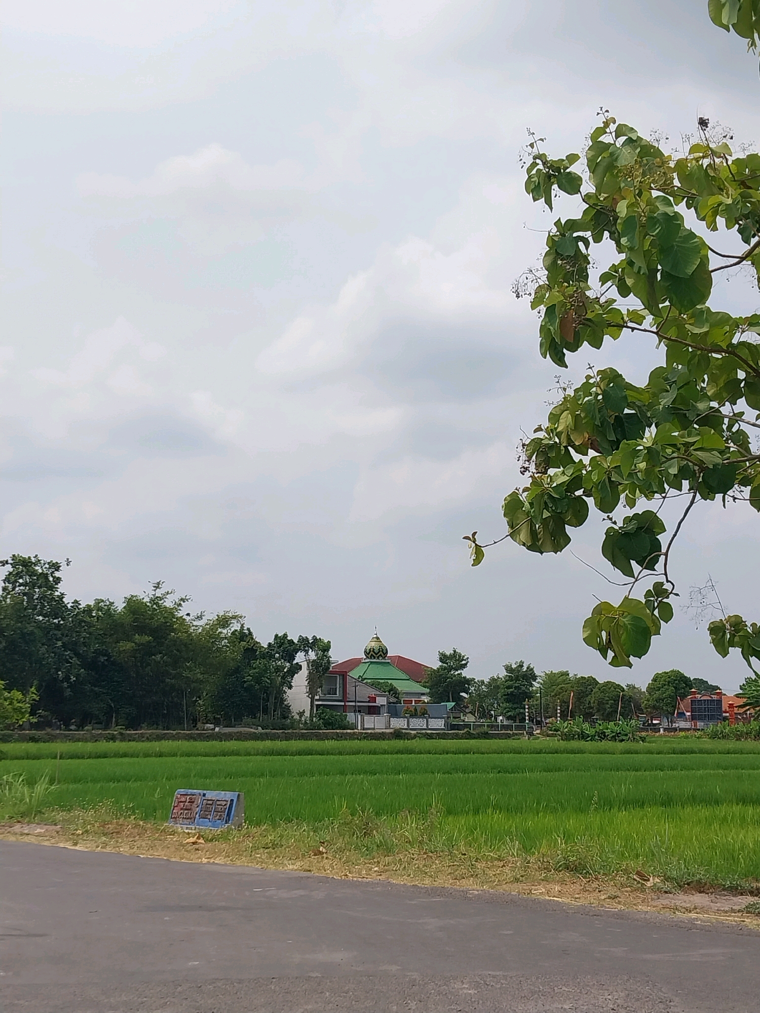 The image depicts a serene rural landscape in Cucukan, Indonesia, dominated by a vibrant green rice field under a cloudy sky. In the middle ground, a mosque with a distinctive green dome and red roof stands prominently, surrounded by trees and other buildings. The foreground features a paved road and a grassy verge with a small, blue, multi-compartment object partially visible. A tree with lush green leaves and delicate flowers branches into the upper right of the frame, adding a natural element to the composition. The overall scene conveys a sense of peacefulness and natural beauty.
