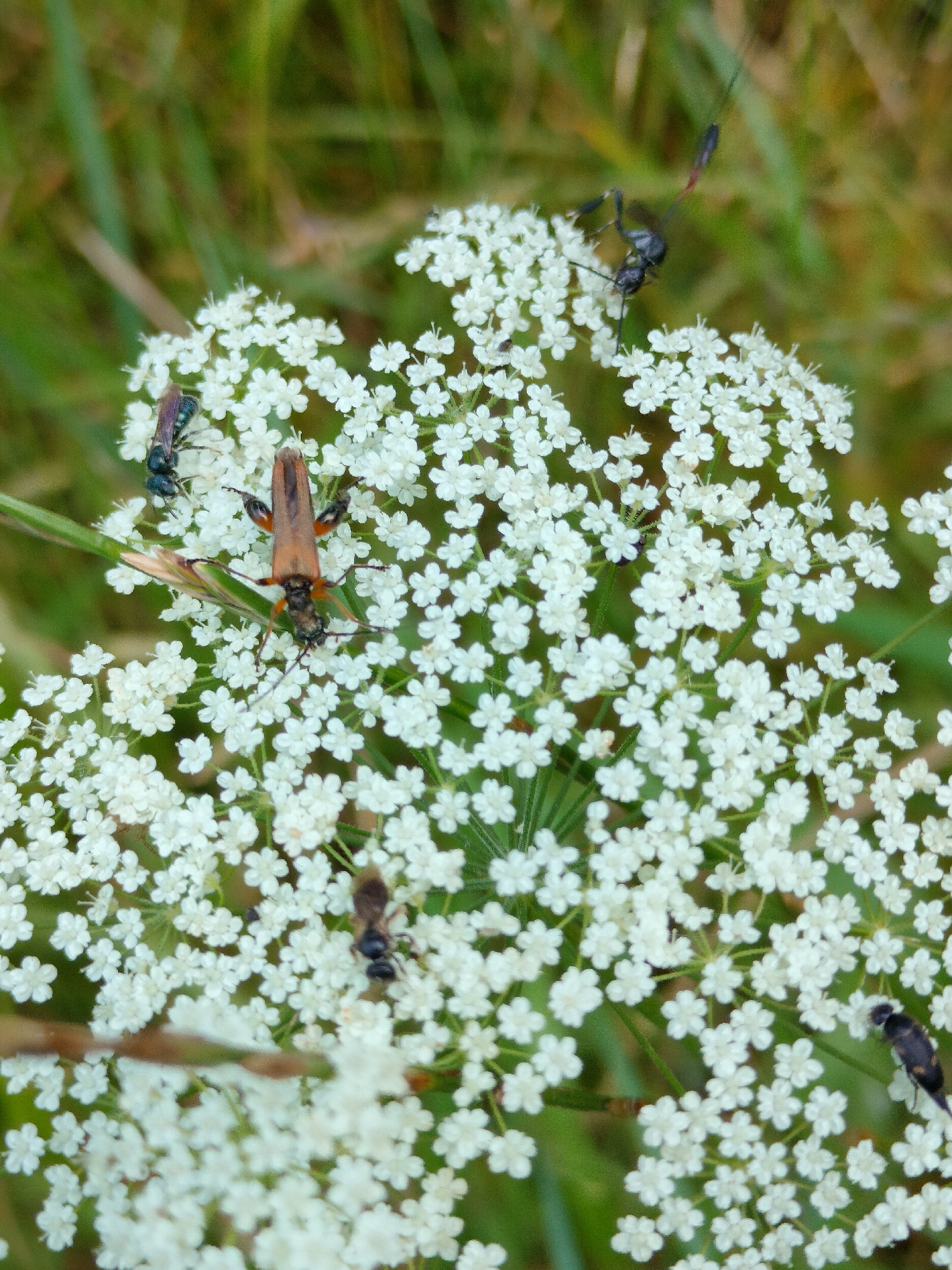 This close-up, vertical shot showcases a cluster of delicate white wildflowers, likely Queen Anne's Lace, with a verdant green, out-of-focus background of grass and foliage. Several insects are actively engaged with the flowers.
The most prominent subject is a large, reddish-brown beetle with prominent antennae and legs, positioned centrally on the flower cluster. To its left, a smaller, dark blue or black insect with iridescent wings is perched on a bloom. Higher up and to the right, a slender, black insect with long legs and antennae is captured mid-motion, appearing to be in the process of landing or taking off. In the lower half of the image, a small, dark insect, possibly a bee or wasp, is visible on a cluster of white petals. Towards the bottom right, another small, dark insect with distinctive orange markings is seen on a flower.
The lighting suggests it is daytime, with no specific indicators of time of day or weather conditions, other than the general brightness. The natural setting implies an outdoor environment, possibly a meadow or field, consistent with the provided location context of Madzhalis, Russia. No text is visible in the image. The activity observed is primarily insects interacting with the flowers, suggesting foraging or pollination. The overall mood is natural and tranquil, focusing on the intricate details of the flora and fauna.