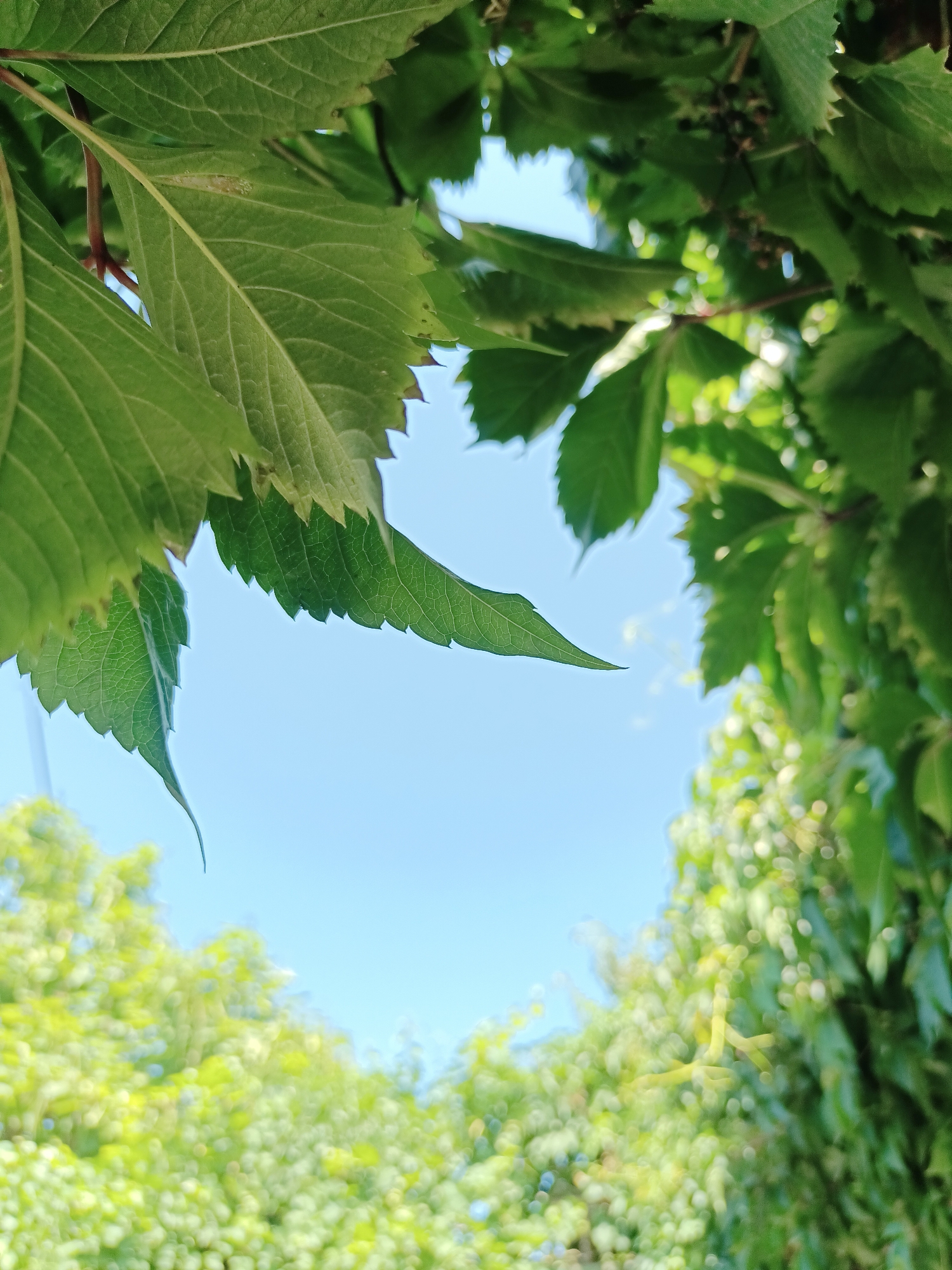 This is a close-up, low-angle shot of green leaves against a bright blue sky. The leaves are detailed and textured, with visible veins and serrated edges. In the foreground, several large green leaves frame the scene, obscuring parts of the sky. The leaves appear to be part of a vine or climbing plant. In the background, there is a soft, blurred-out mass of more green foliage, suggesting trees or other vegetation. The sky is clear and unobscured, indicating a sunny day. There are no people or man-made structures visible in the image. The image does not provide any specific visual cues that would allow for identification of its location within the city of Almaty, Kazakhstan.