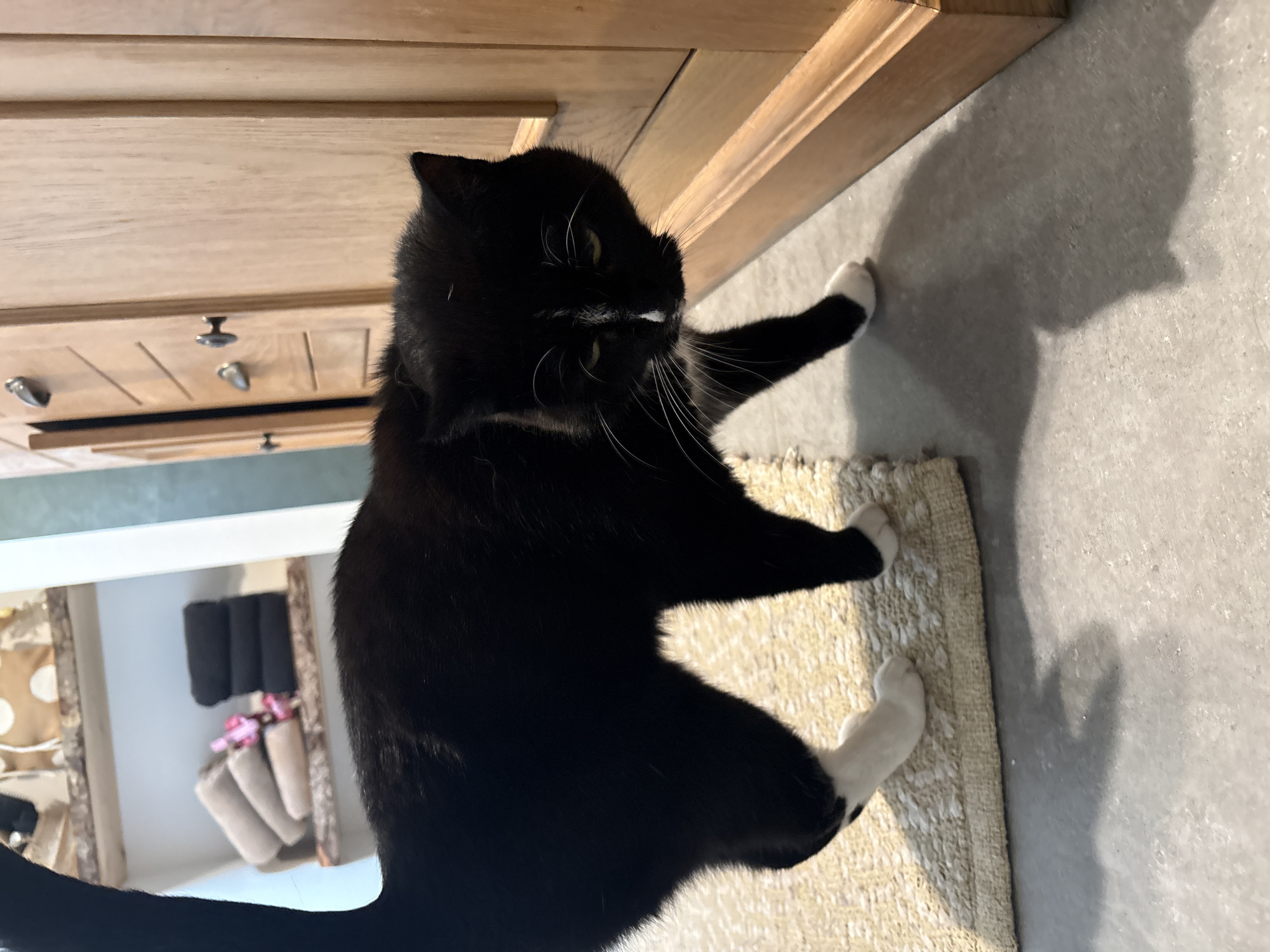 A black and white domestic cat is captured in an indoor setting. The cat, predominantly black with striking white markings on its paws, a stripe on its nose, and prominent white whiskers, is seen from an elevated perspective, looking towards the right side of the frame. Its eyes appear yellow or amber.
The cat is positioned next to a light wooden cabinet or dresser, which features multiple drawers with silver handles. It is standing or sitting on a light-colored, textured rug or mat. To the right of the rug, a light grey floor is visible, upon which a large, clear shadow of the cat is cast, indicating a strong light source.
In the background, what appears to be a reflection in a mirror or a view through an opening reveals stacks of items, possibly towels or blankets, in colors such as cream, pink, and black. The overall scene suggests a bright, domestic environment, likely a home in Estaimpuis, Belgium, during daylight hours or under strong artificial lighting. No text is visible in the image.